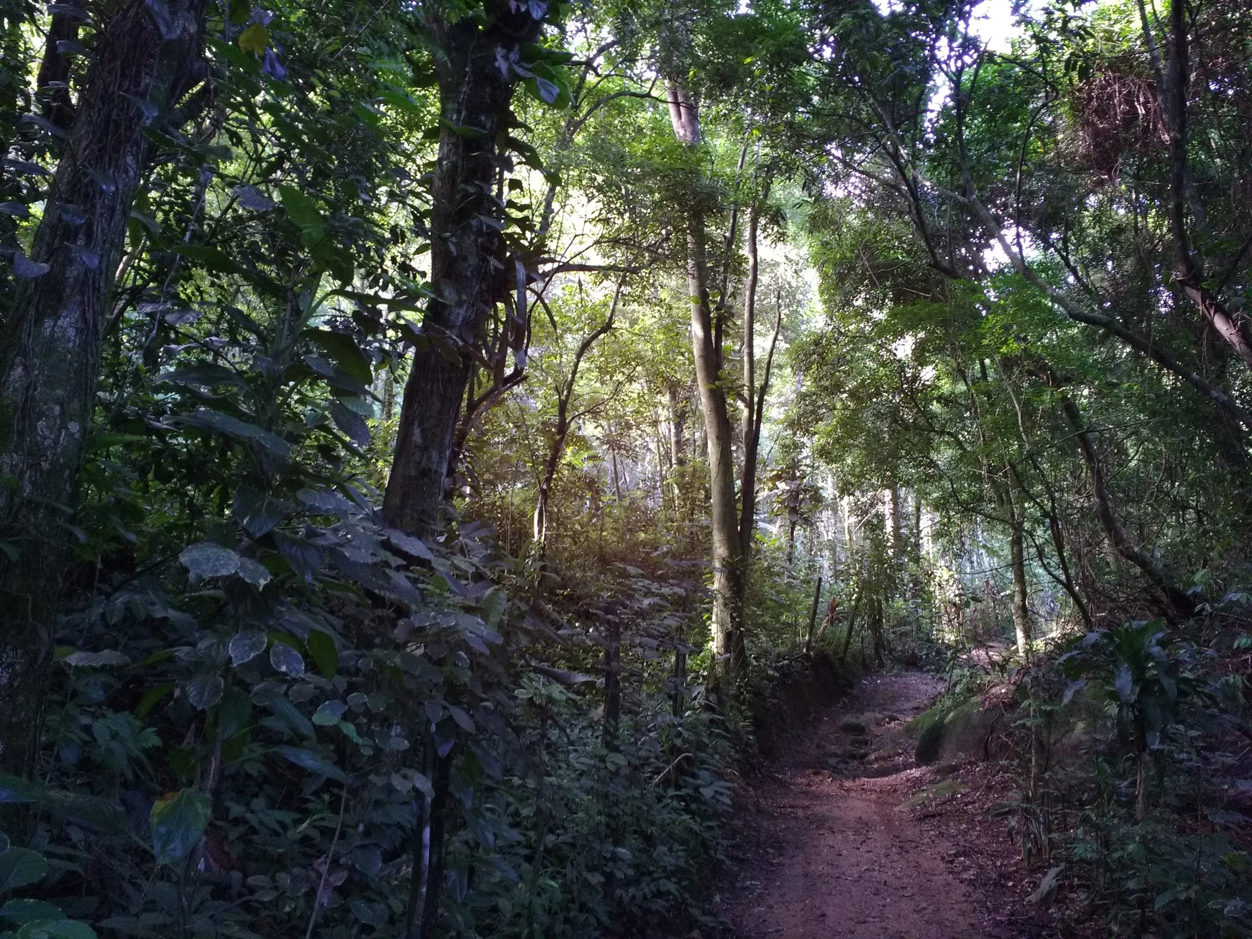 Lamanai Archaeological Project, Northern Belize Rainforest