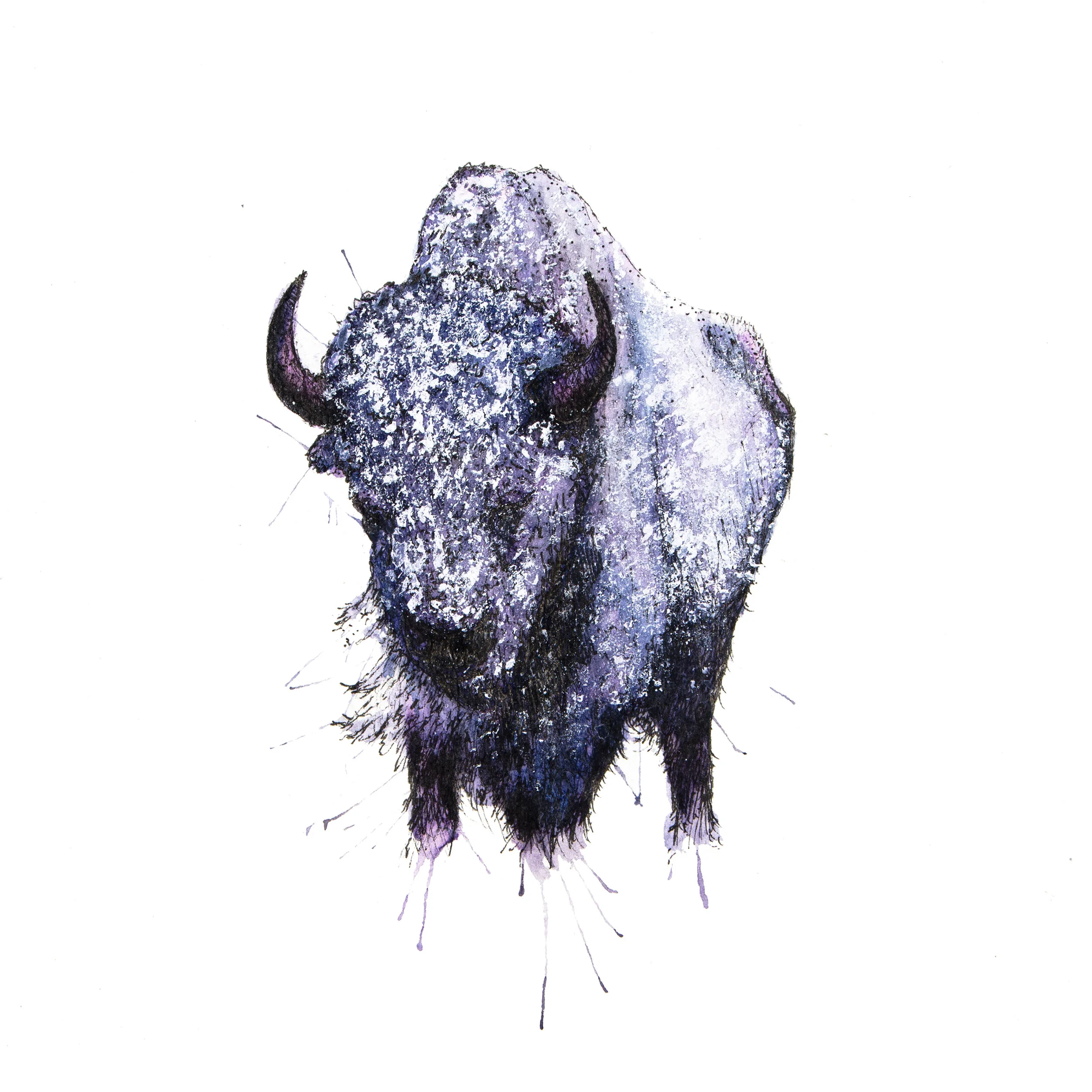 Bison_ToPrint.jpg