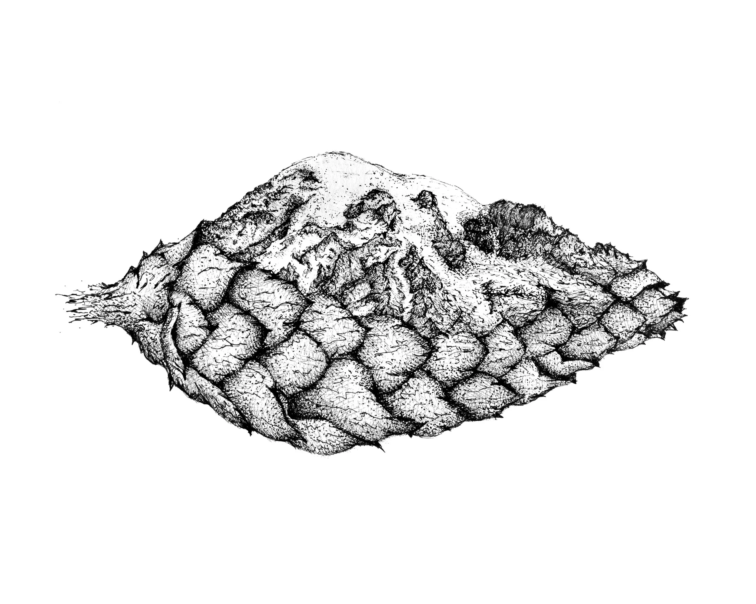 HopRainier_8x10.jpg