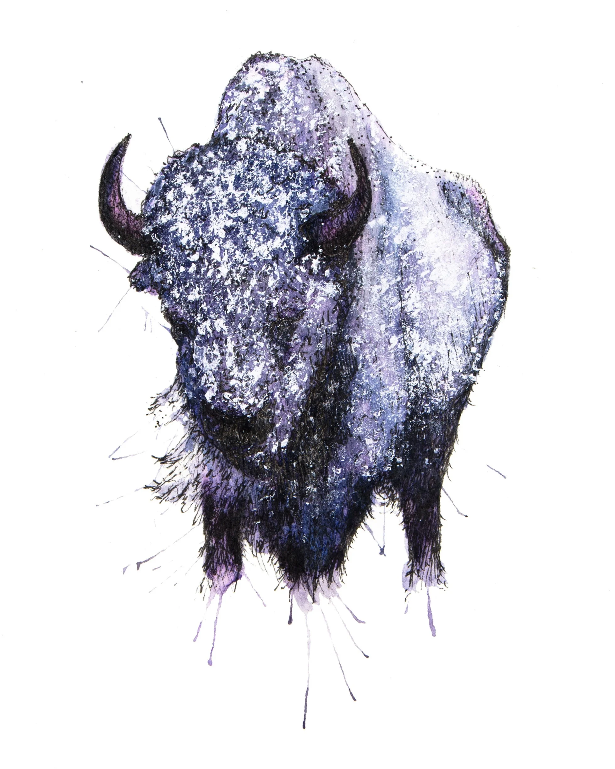 Bison