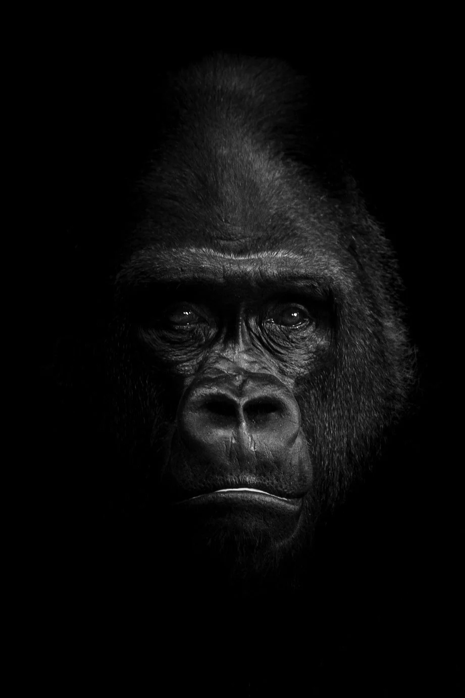Gorilla_01.JPEG