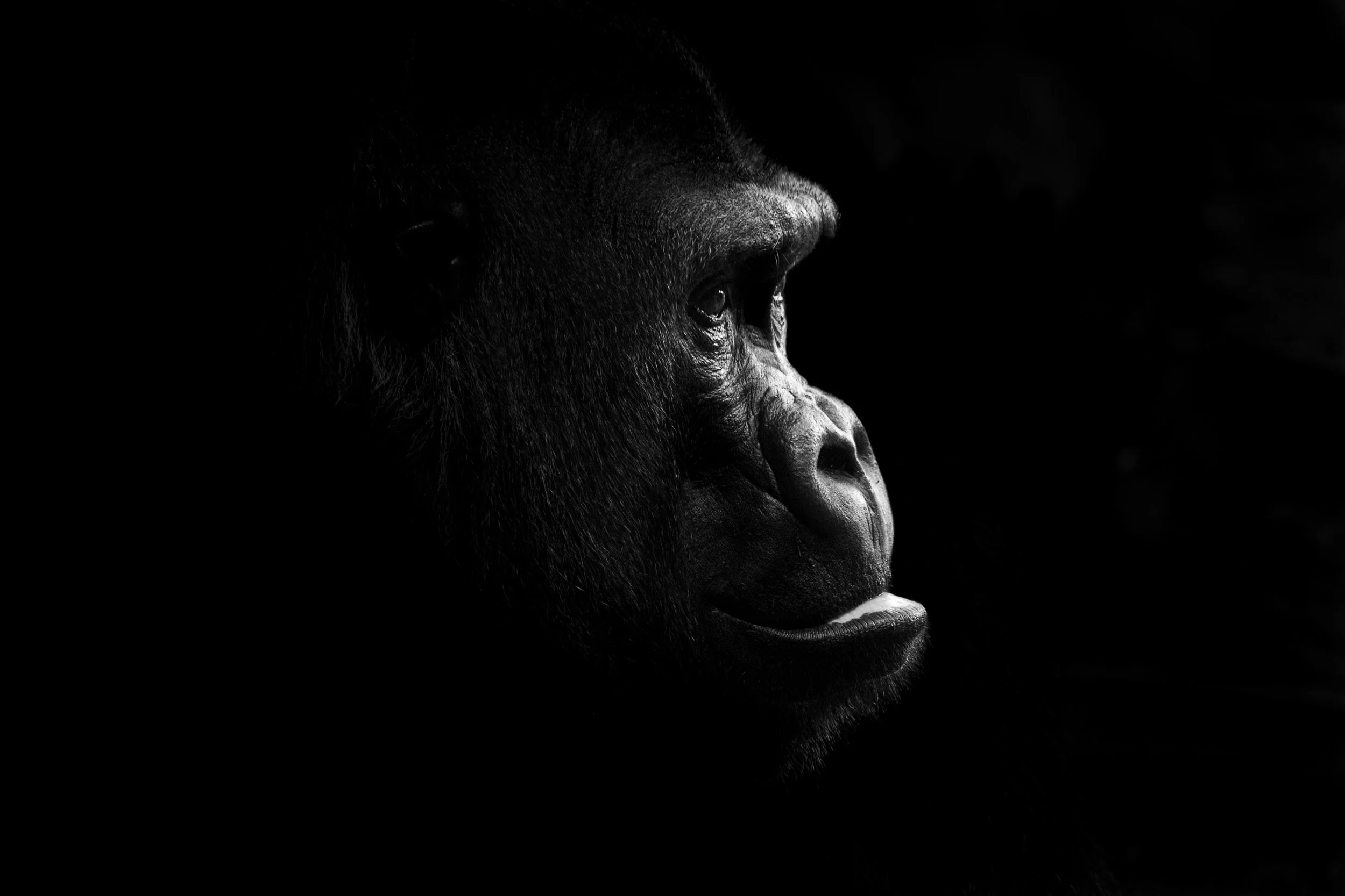 Gorilla_03.JPEG