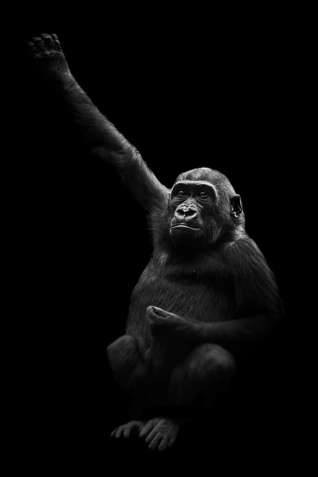 Gorilla_06.JPEG