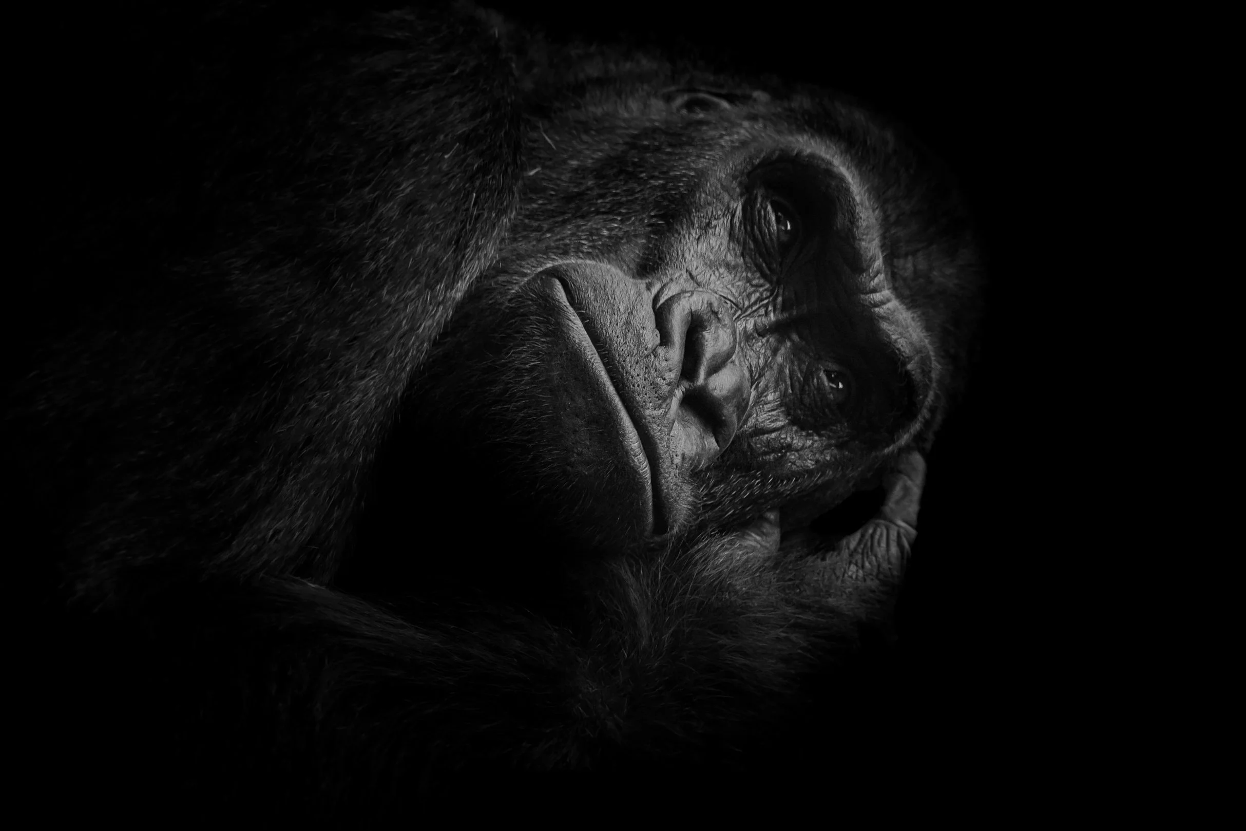 Gorilla_07.JPEG