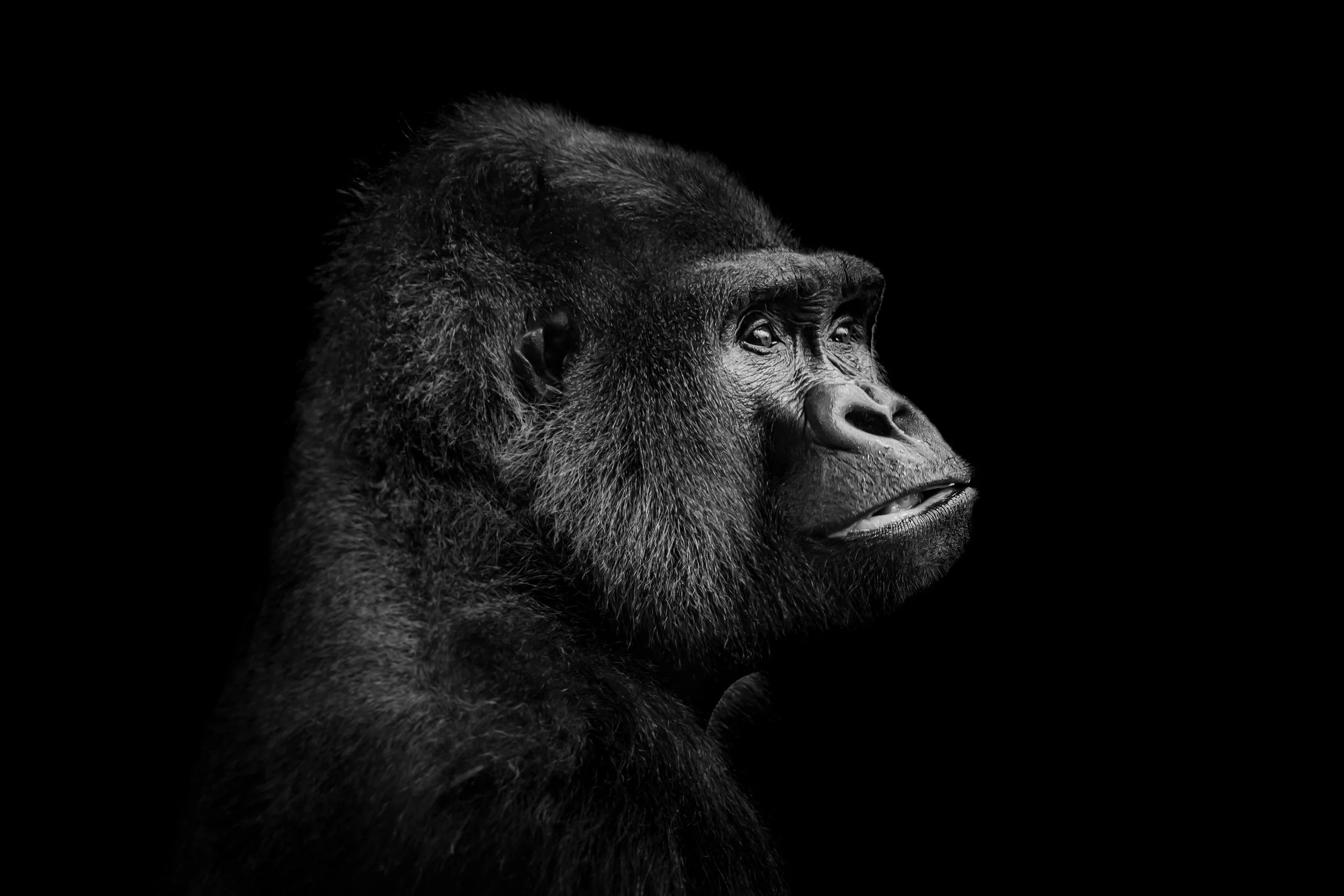 Gorilla_08.JPEG