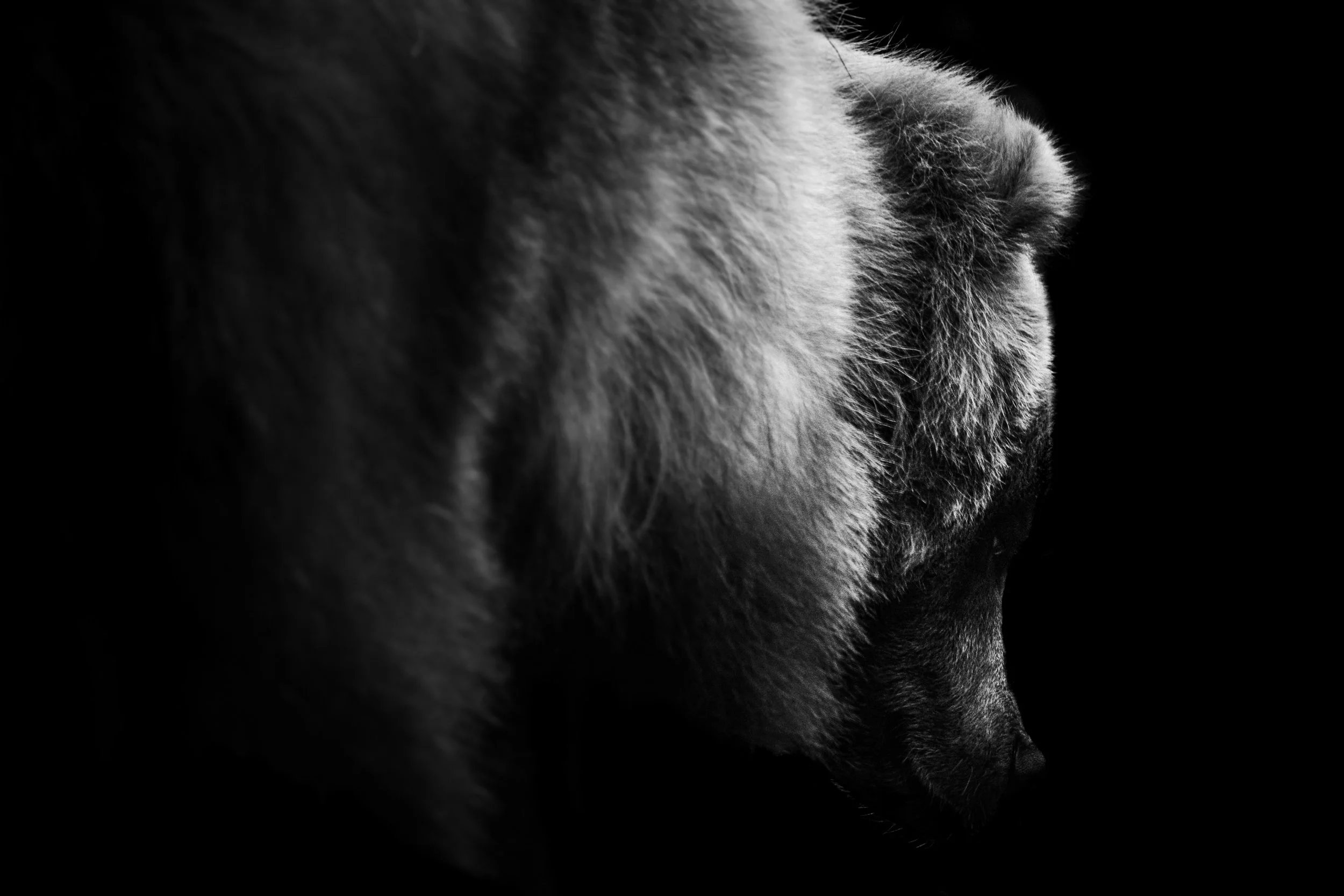 BrownBear_02.JPEG