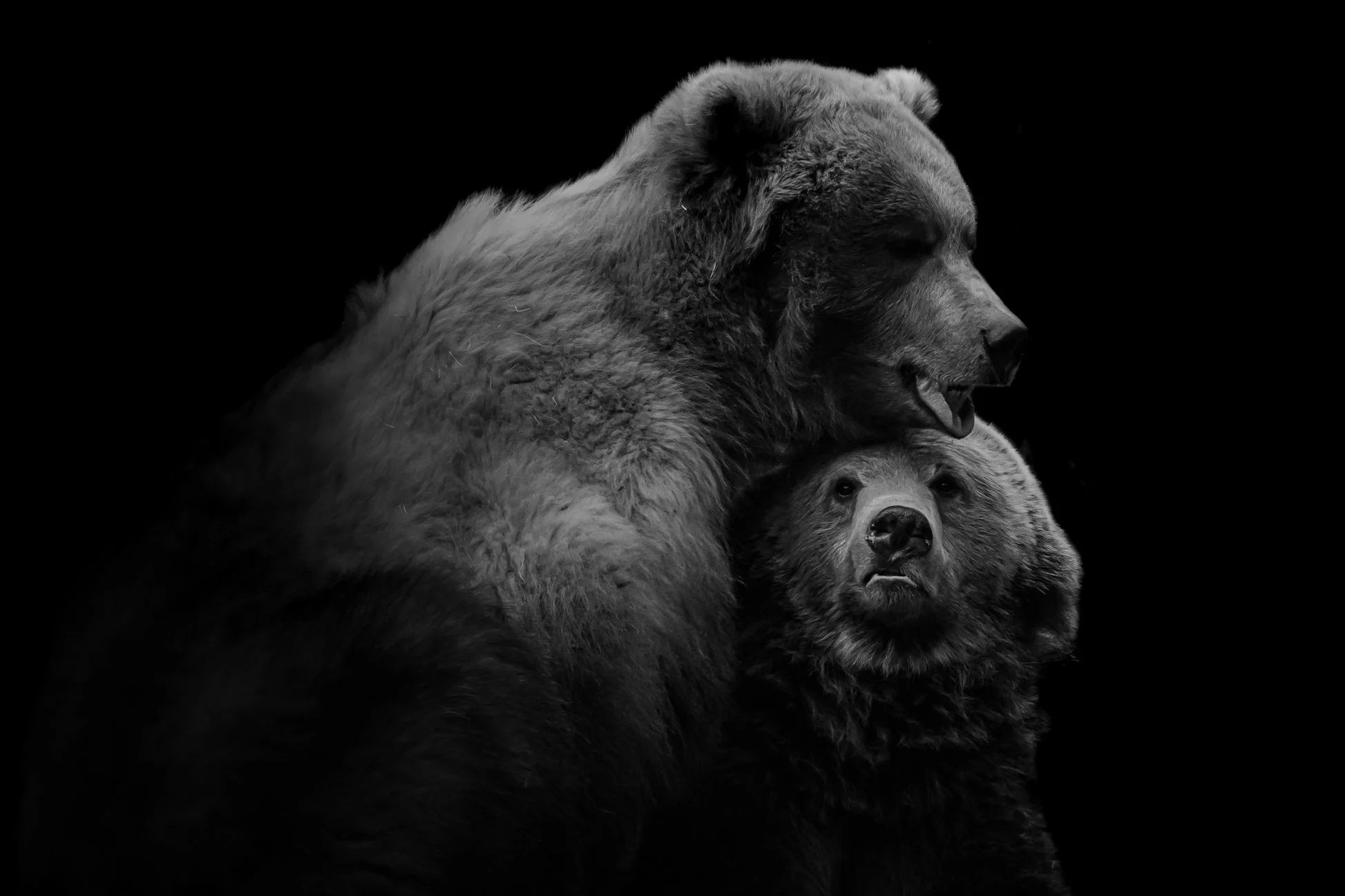BrownBear_04.JPEG
