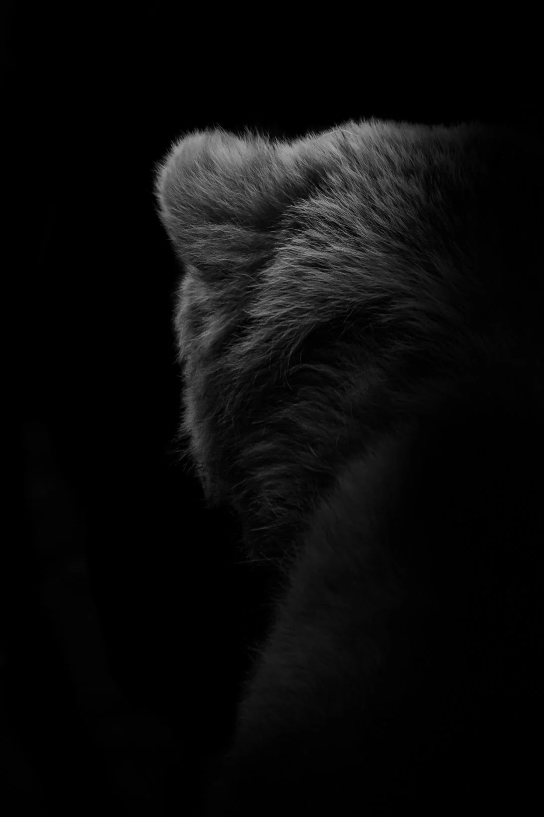 BrownBear_05.JPEG