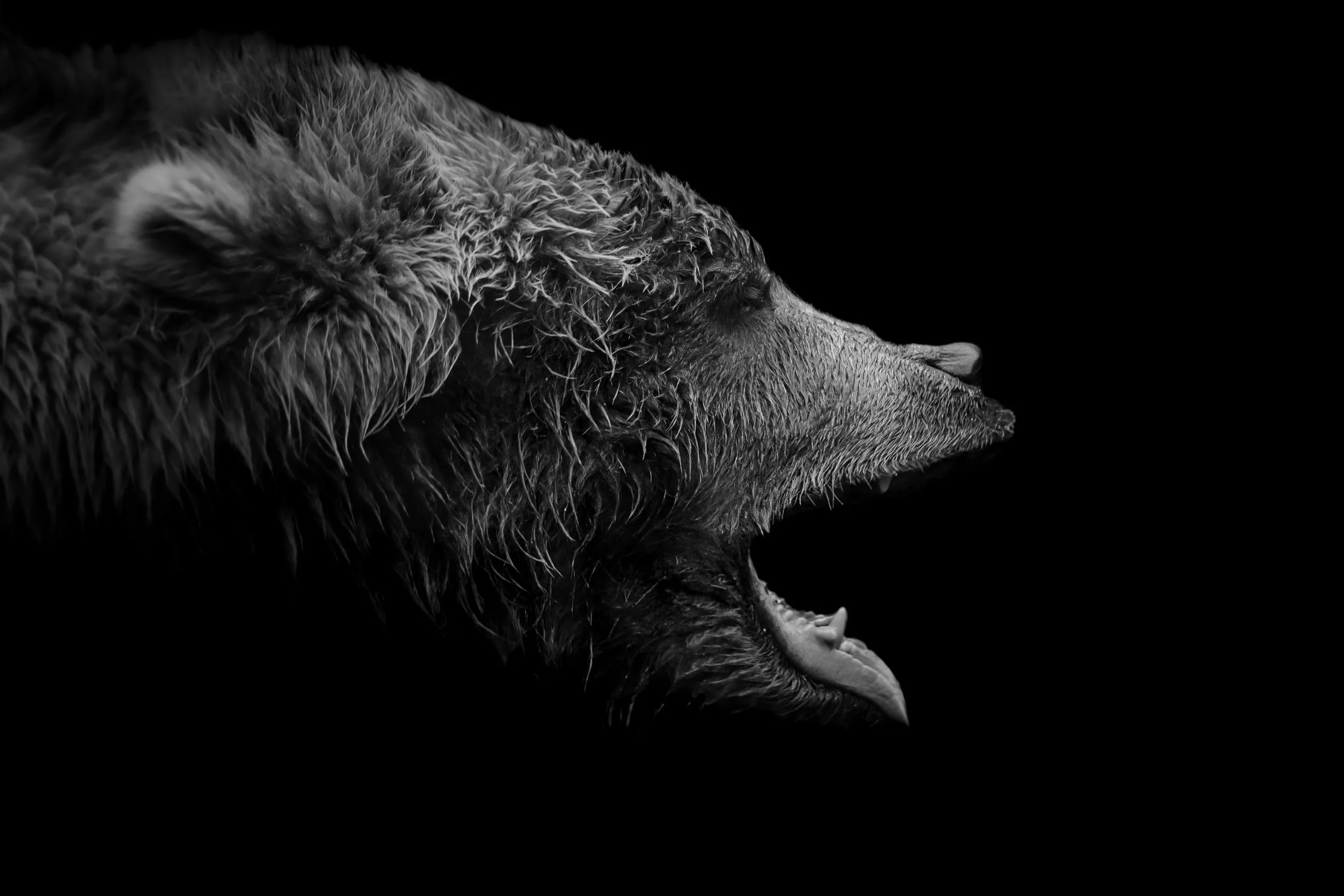 BrownBear_06.JPEG