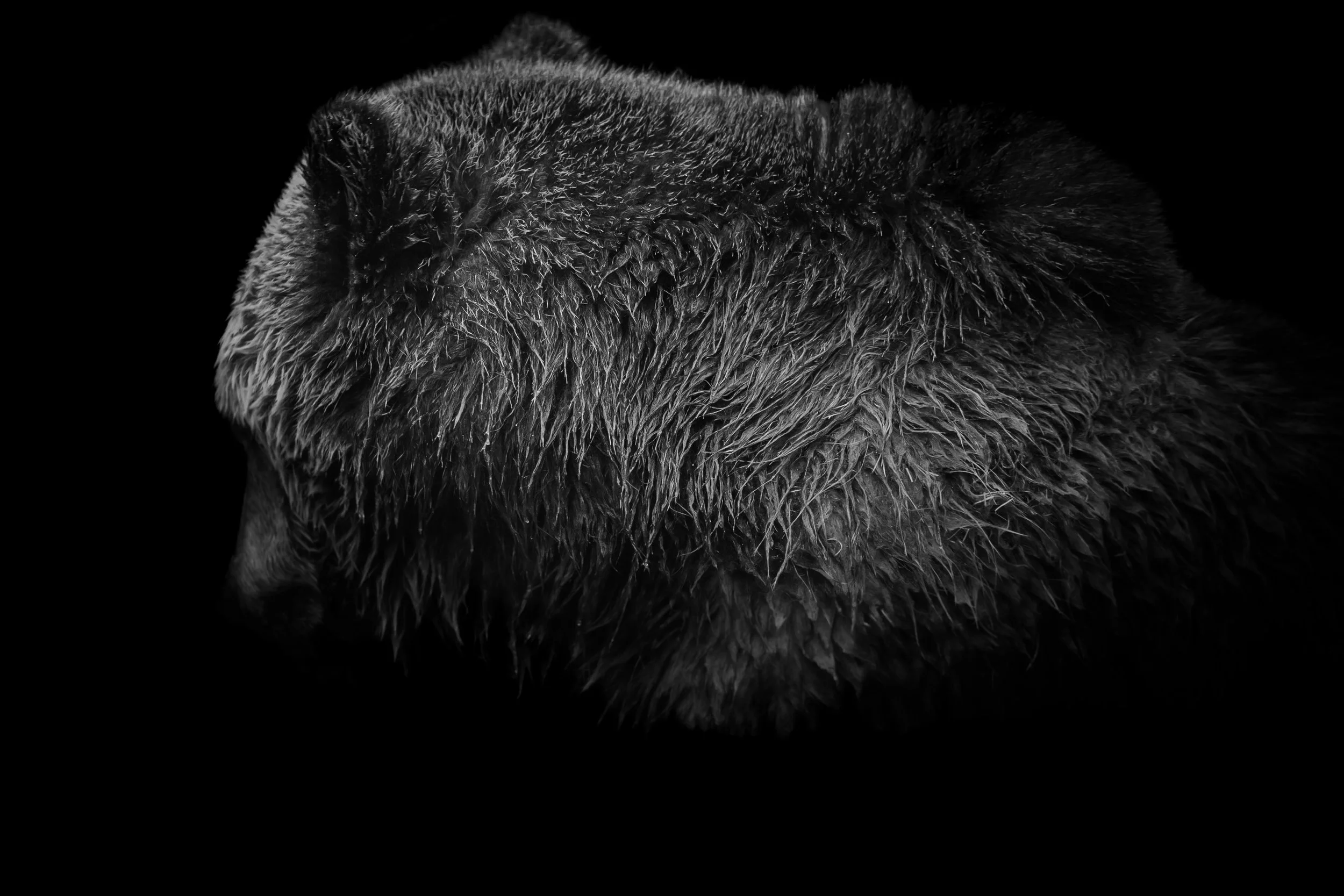 BrownBear_07.JPEG