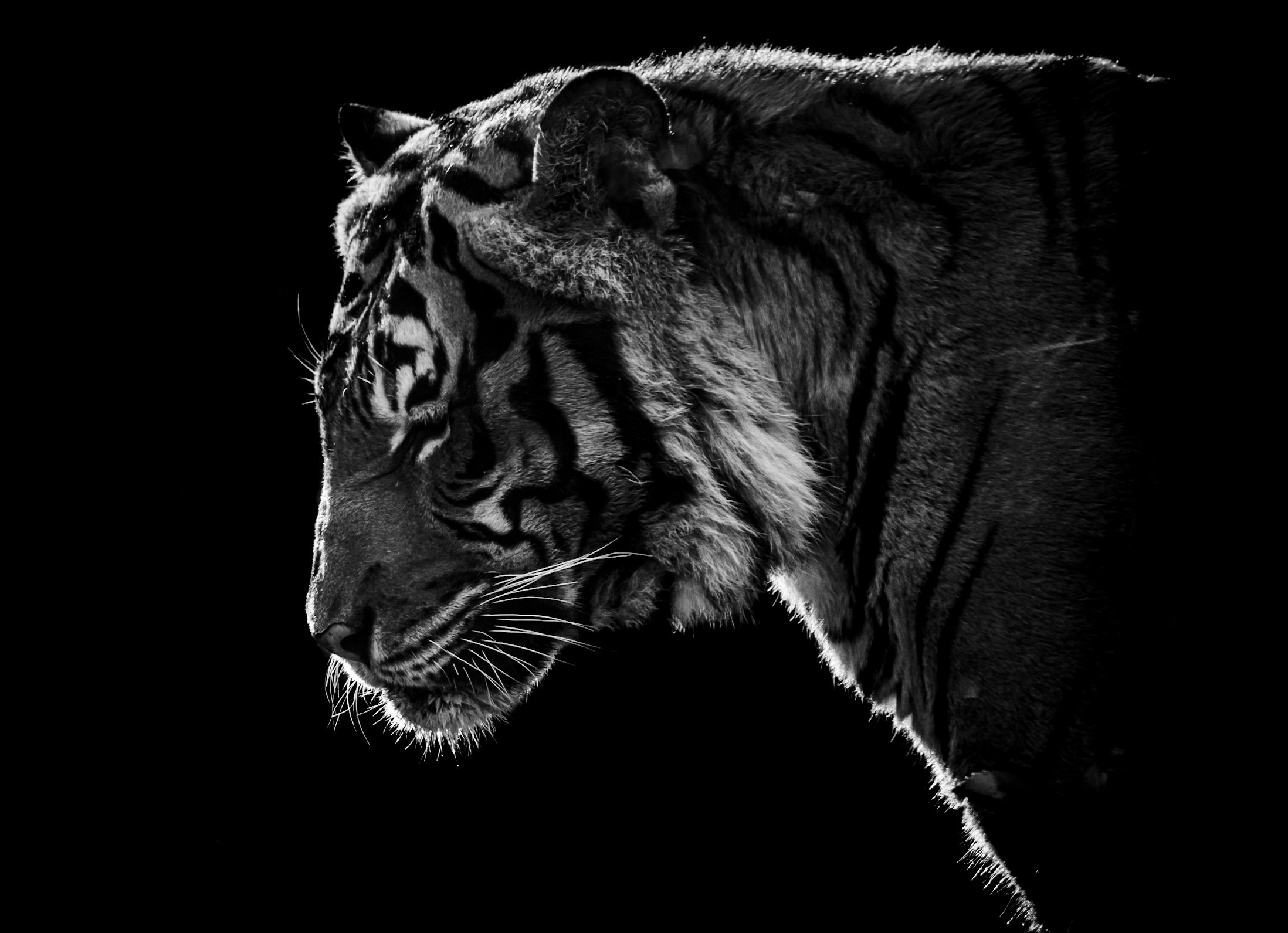 Tiger_01.JPEG