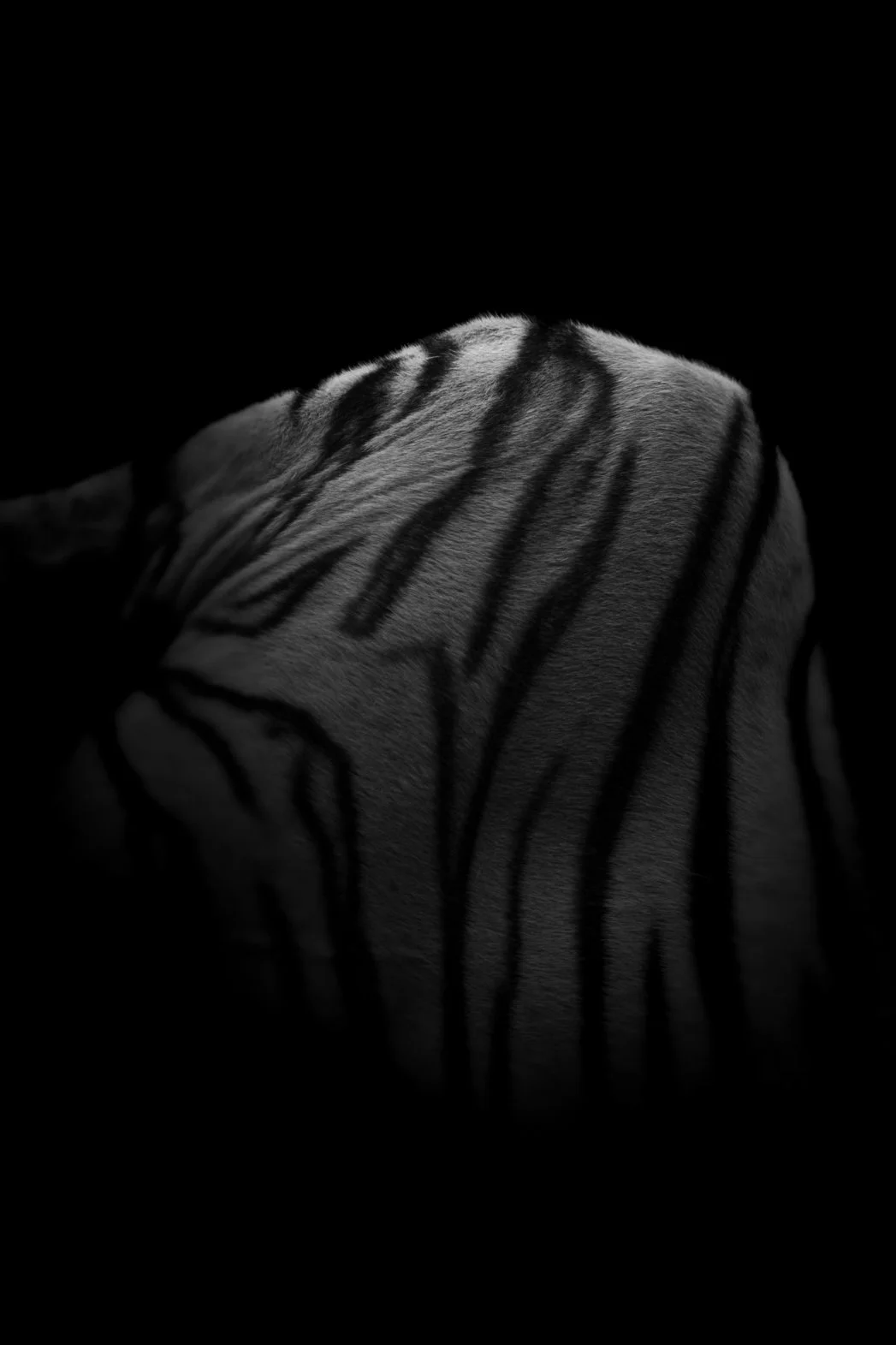 Tiger_03.JPEG