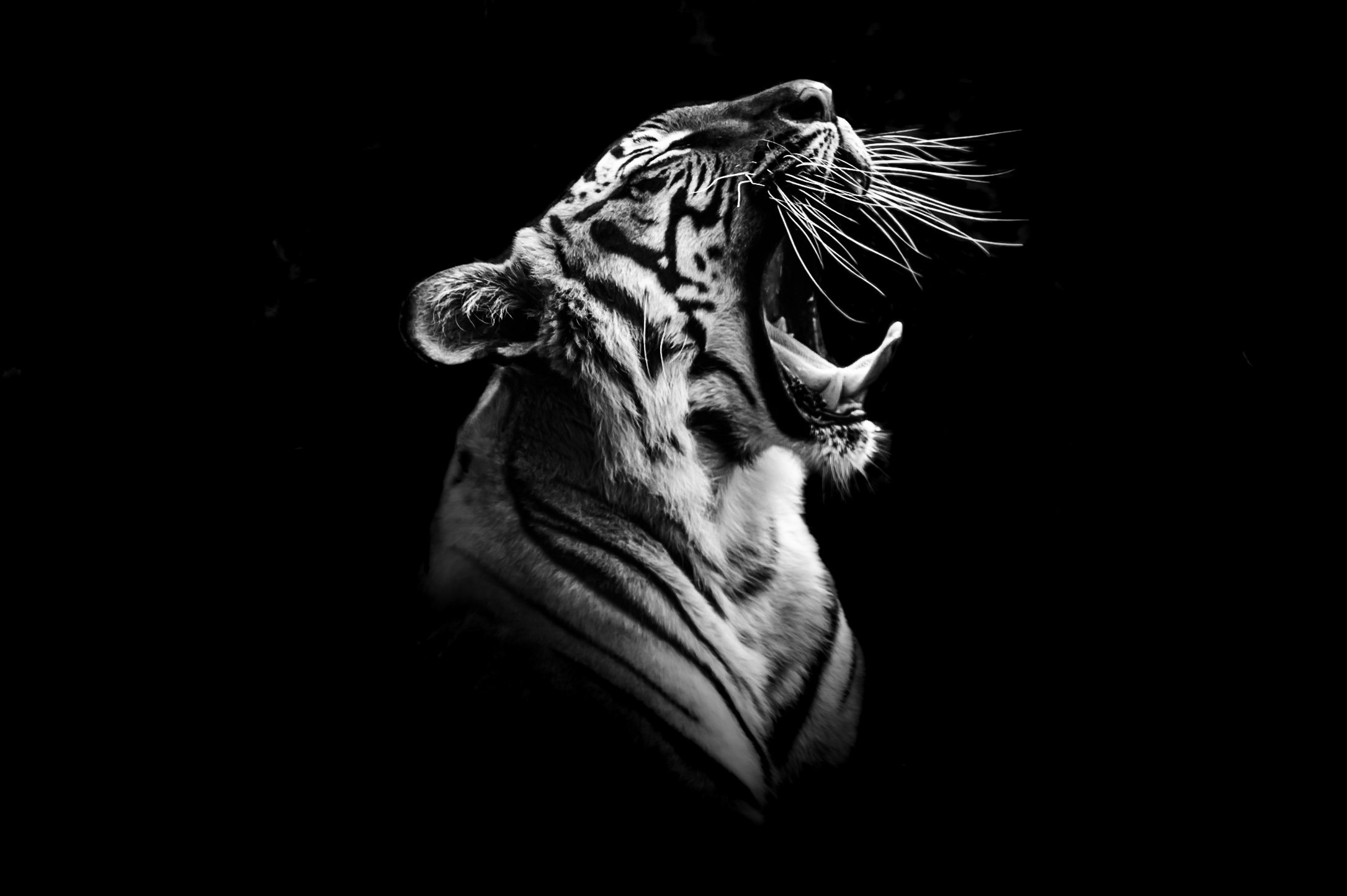 Tiger_02.JPEG