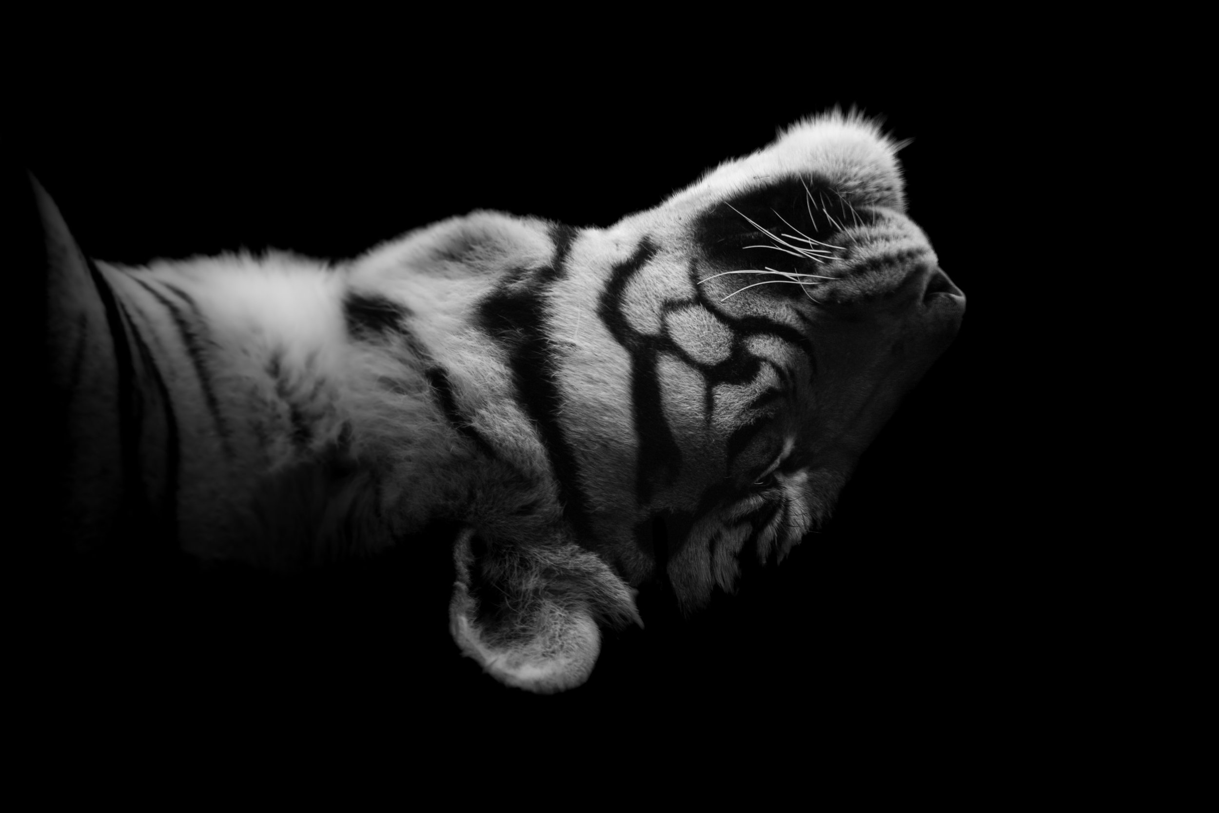 Tiger_04.JPEG