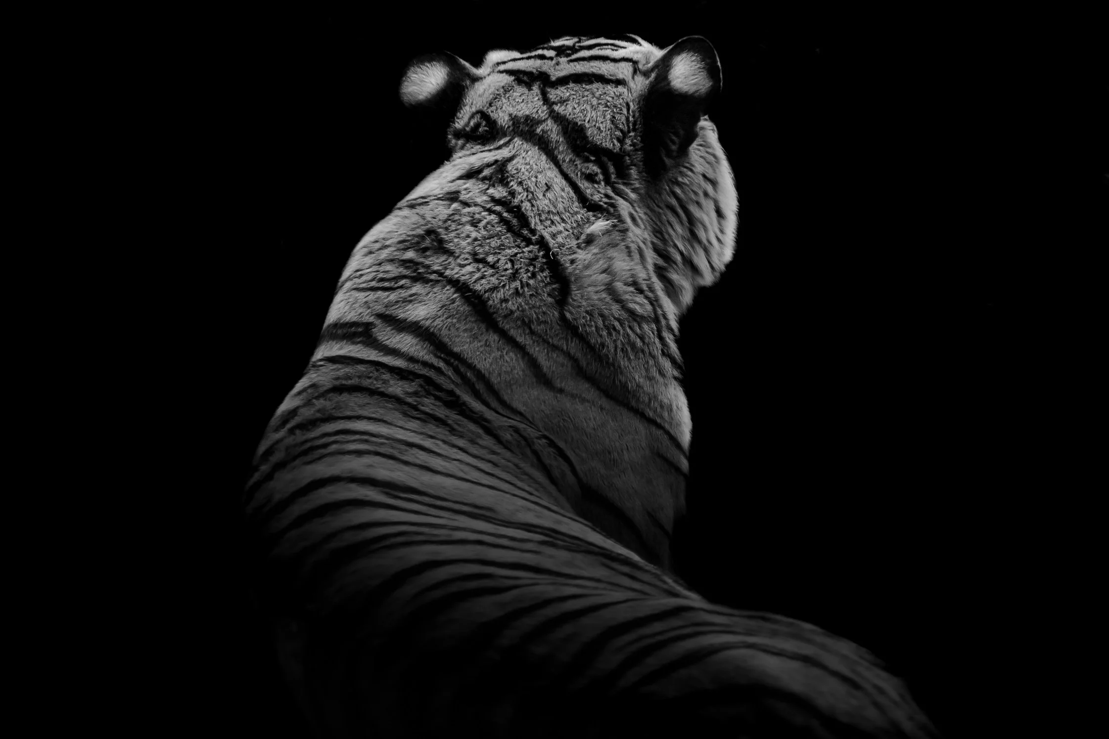 Tiger_06.JPEG