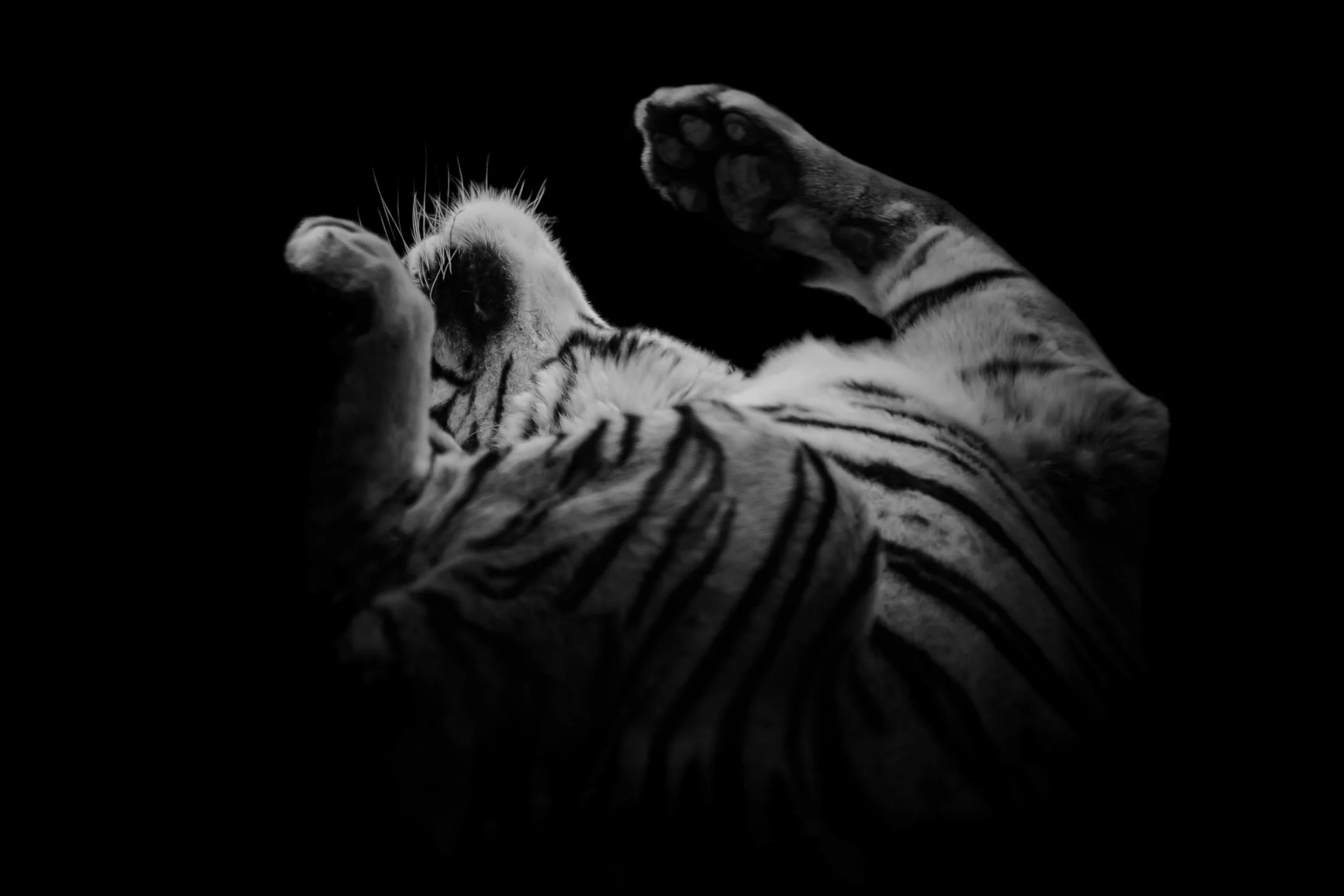 Tiger_07.JPEG