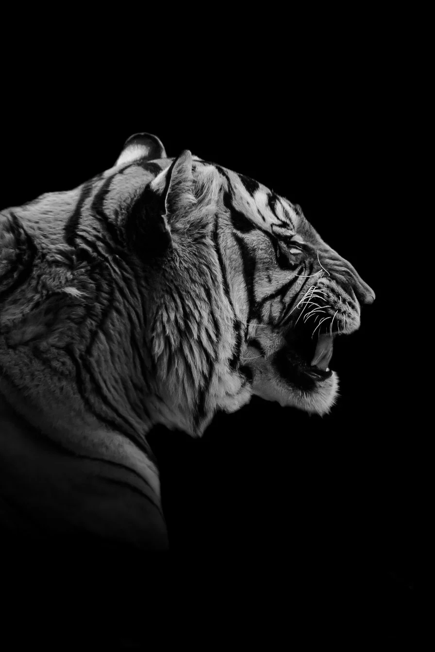 Tiger_08.JPEG