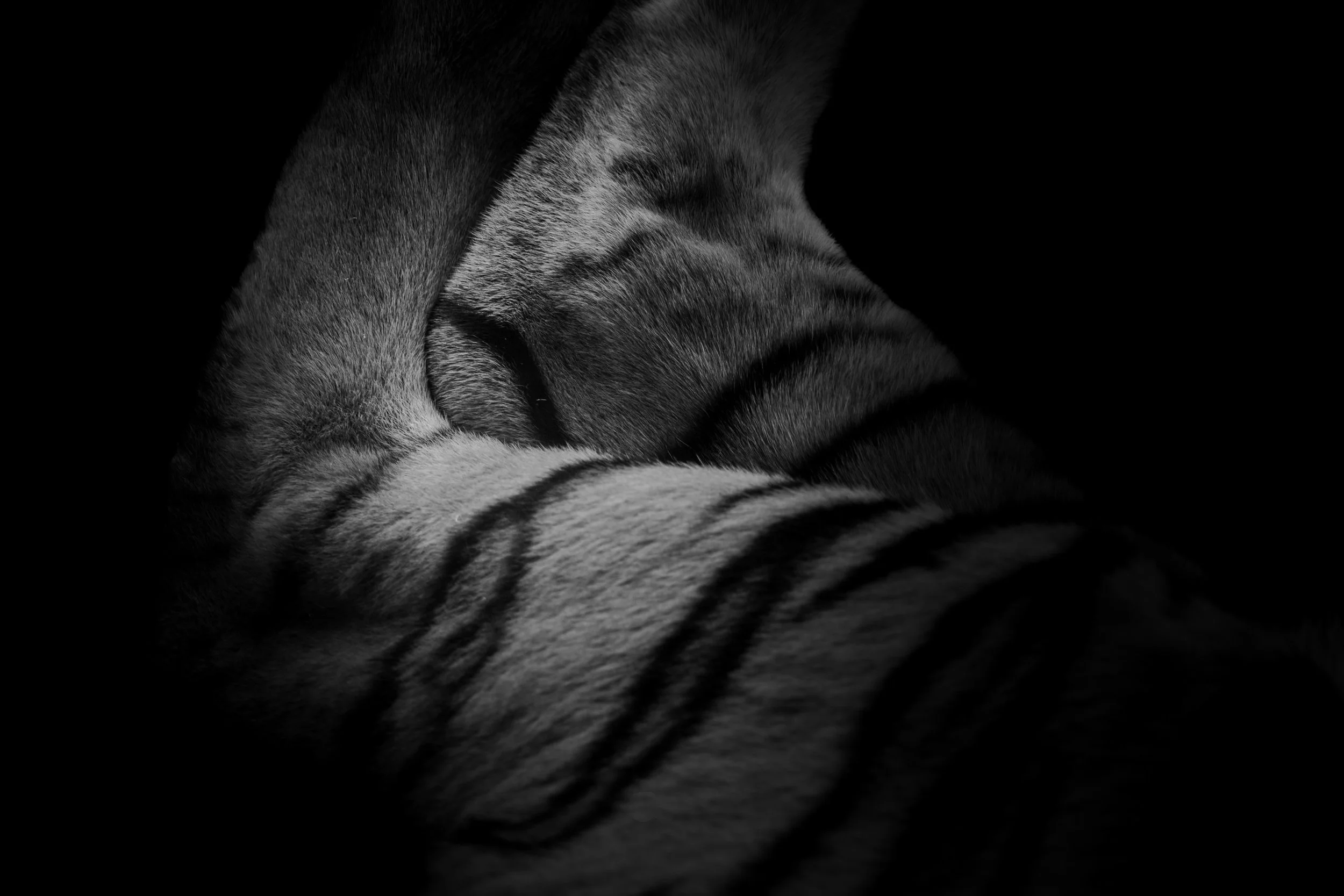 Tiger_09.JPEG