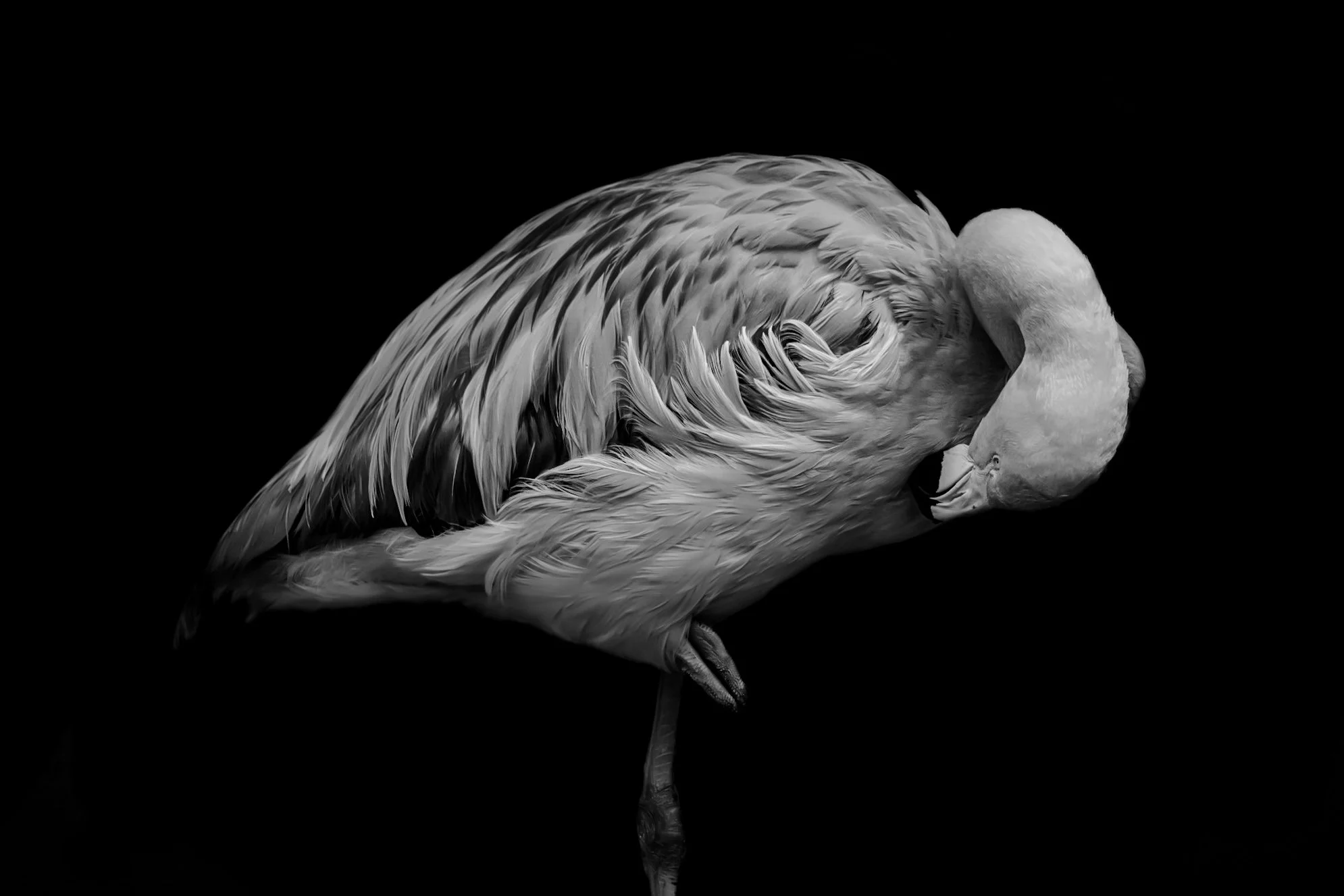 Flamingo_02.JPEG