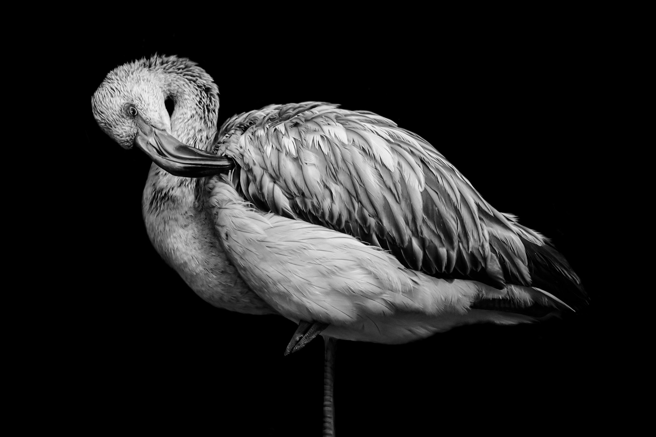 Flamingo_01.JPEG