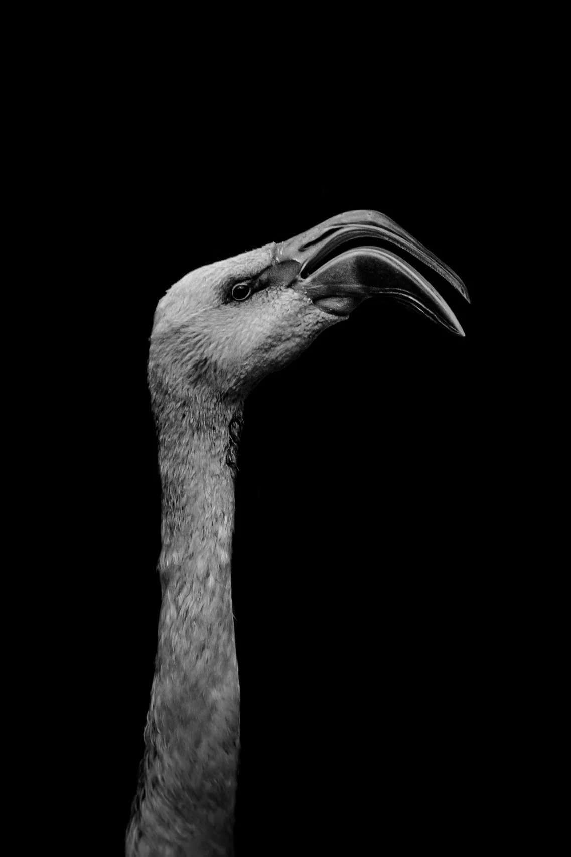 Flamingo_03.JPEG