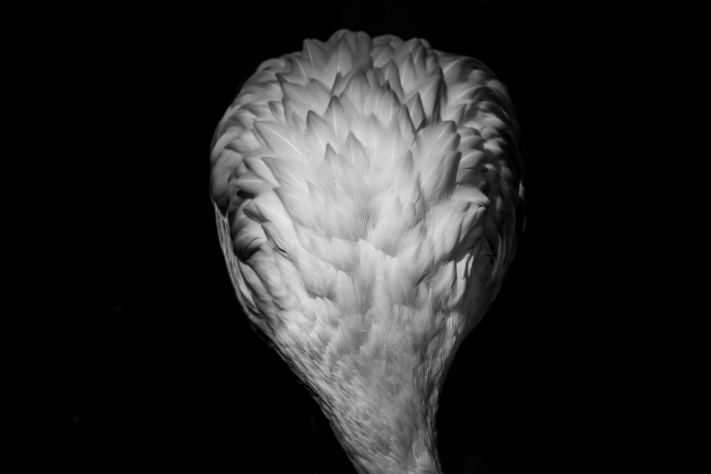Flamingo_05.JPEG