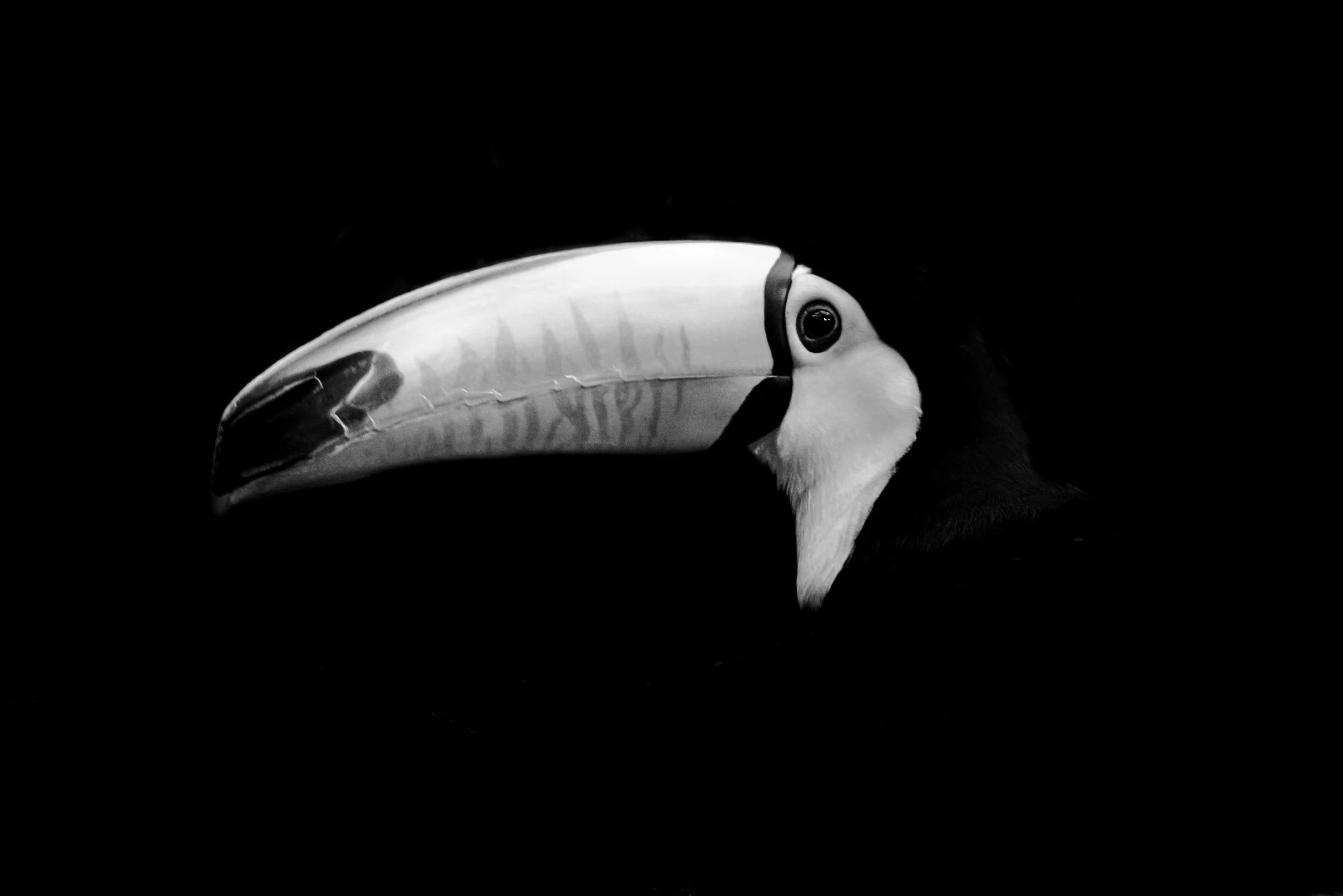 Bird_02.JPEG
