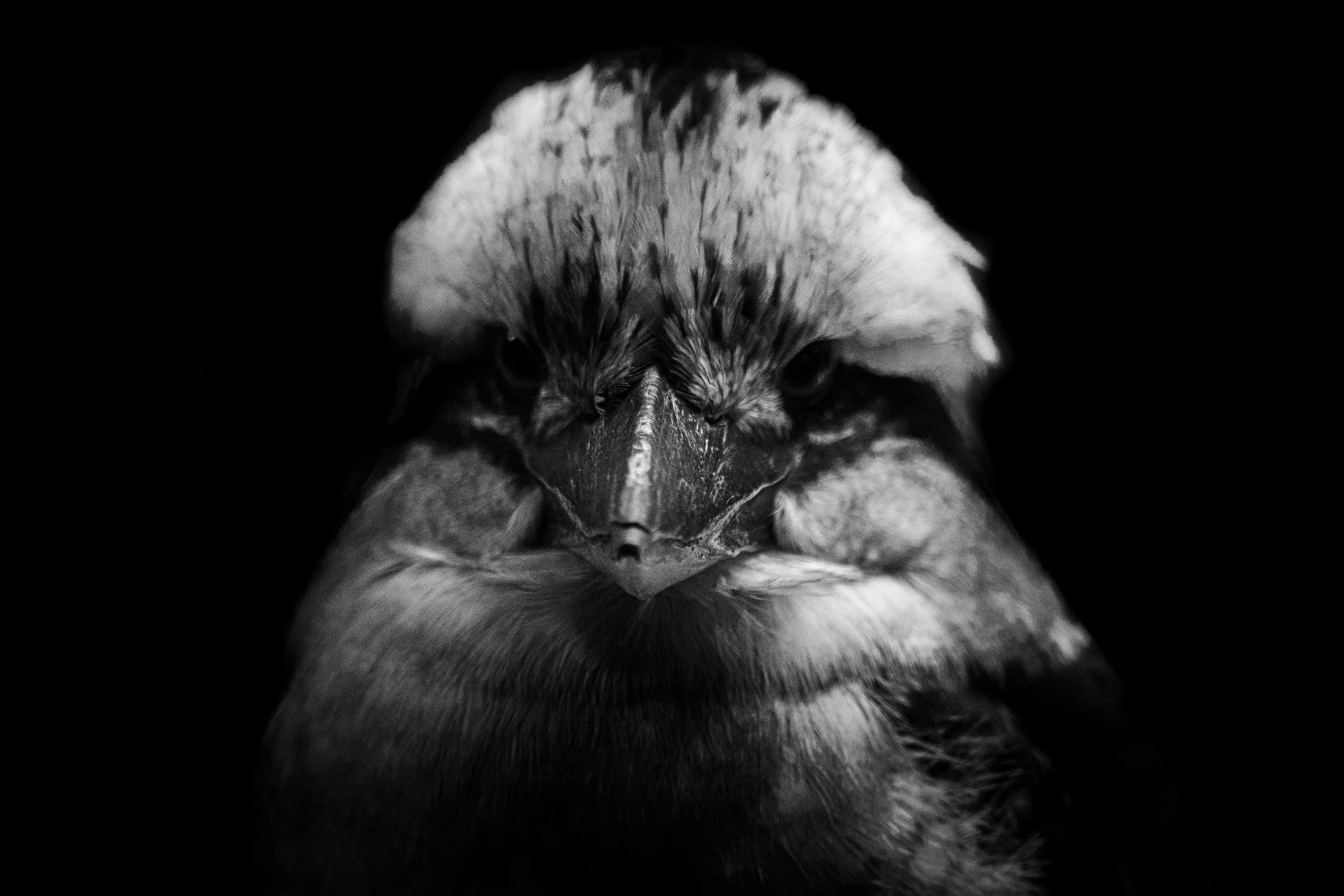 Bird_03.JPEG