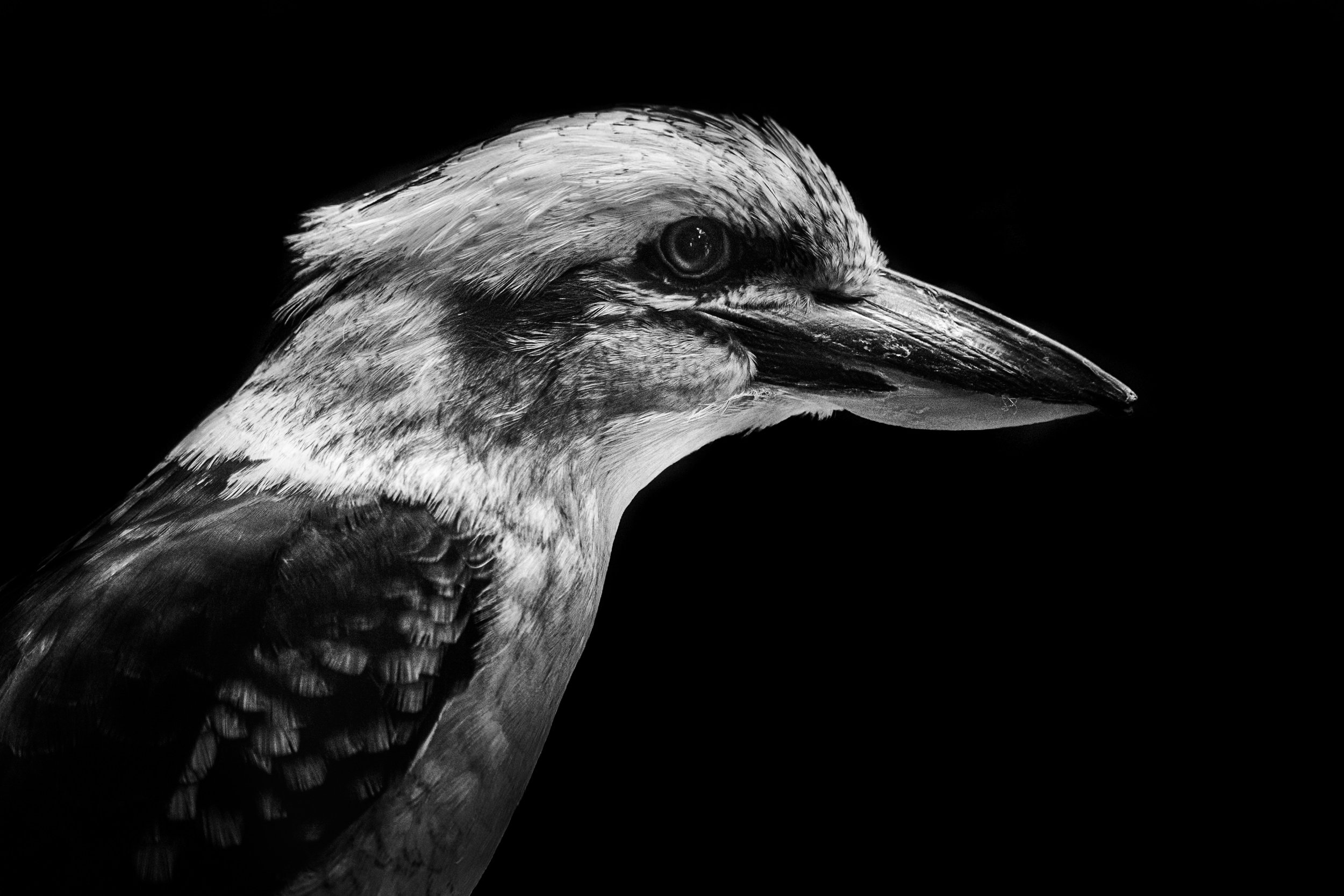 Bird_04.JPEG