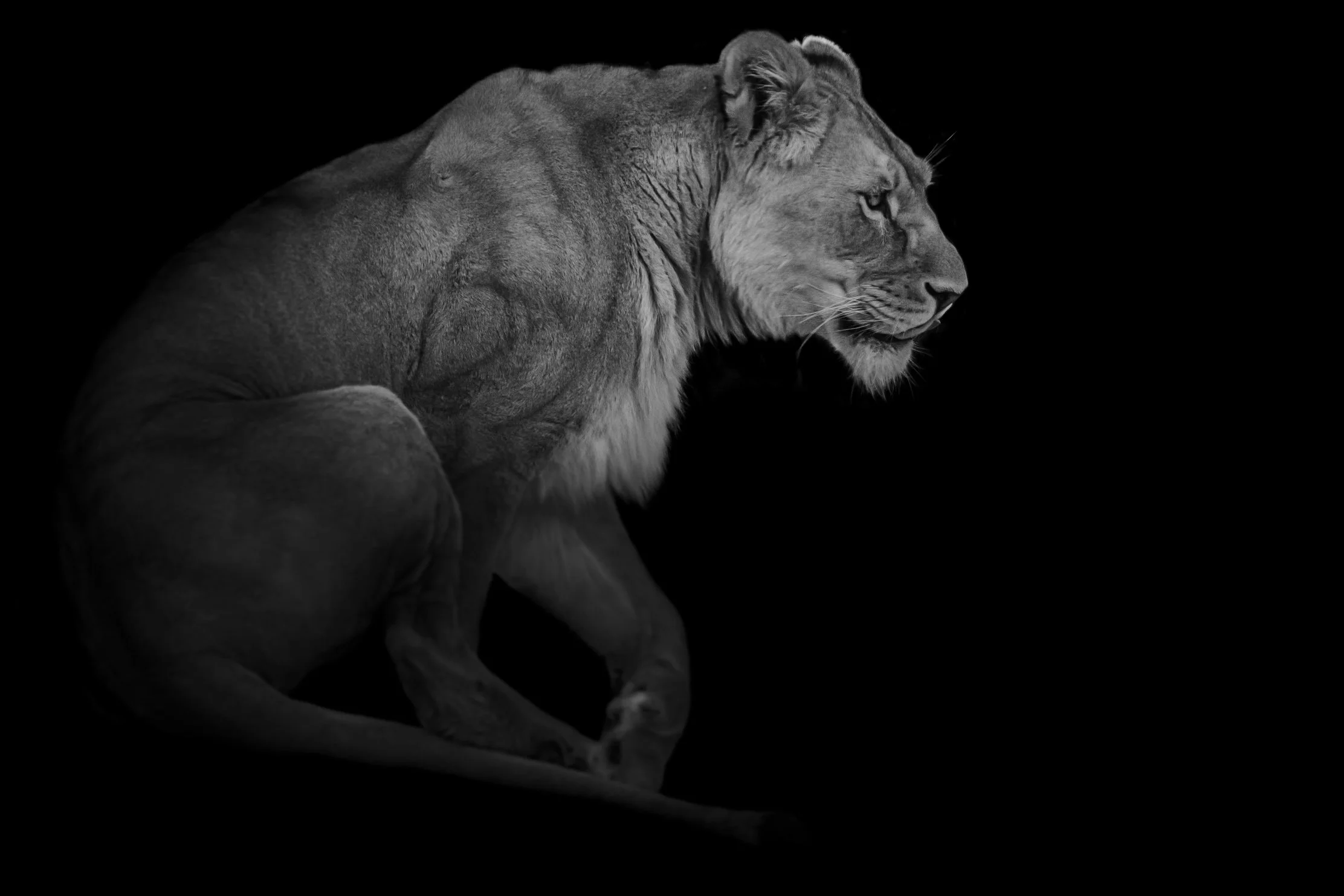 Lion_01.JPEG