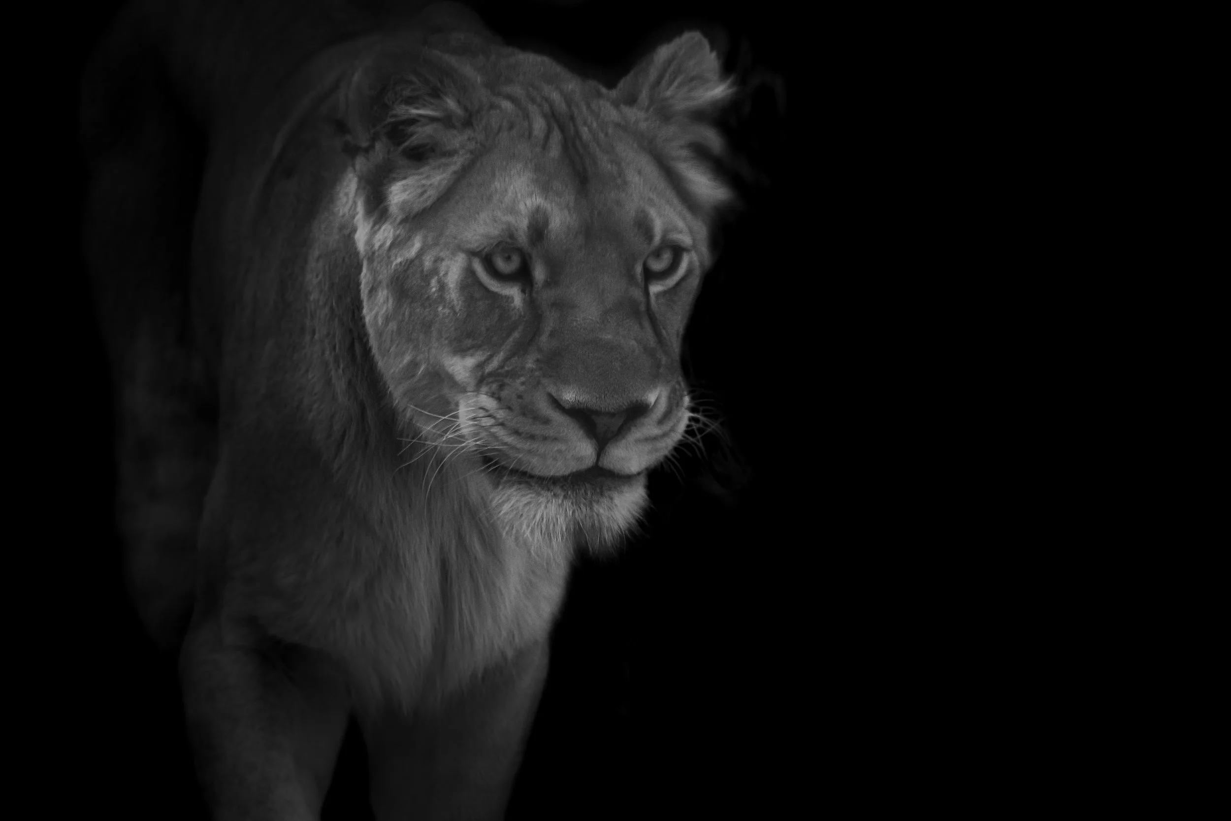 Lion_02.JPEG