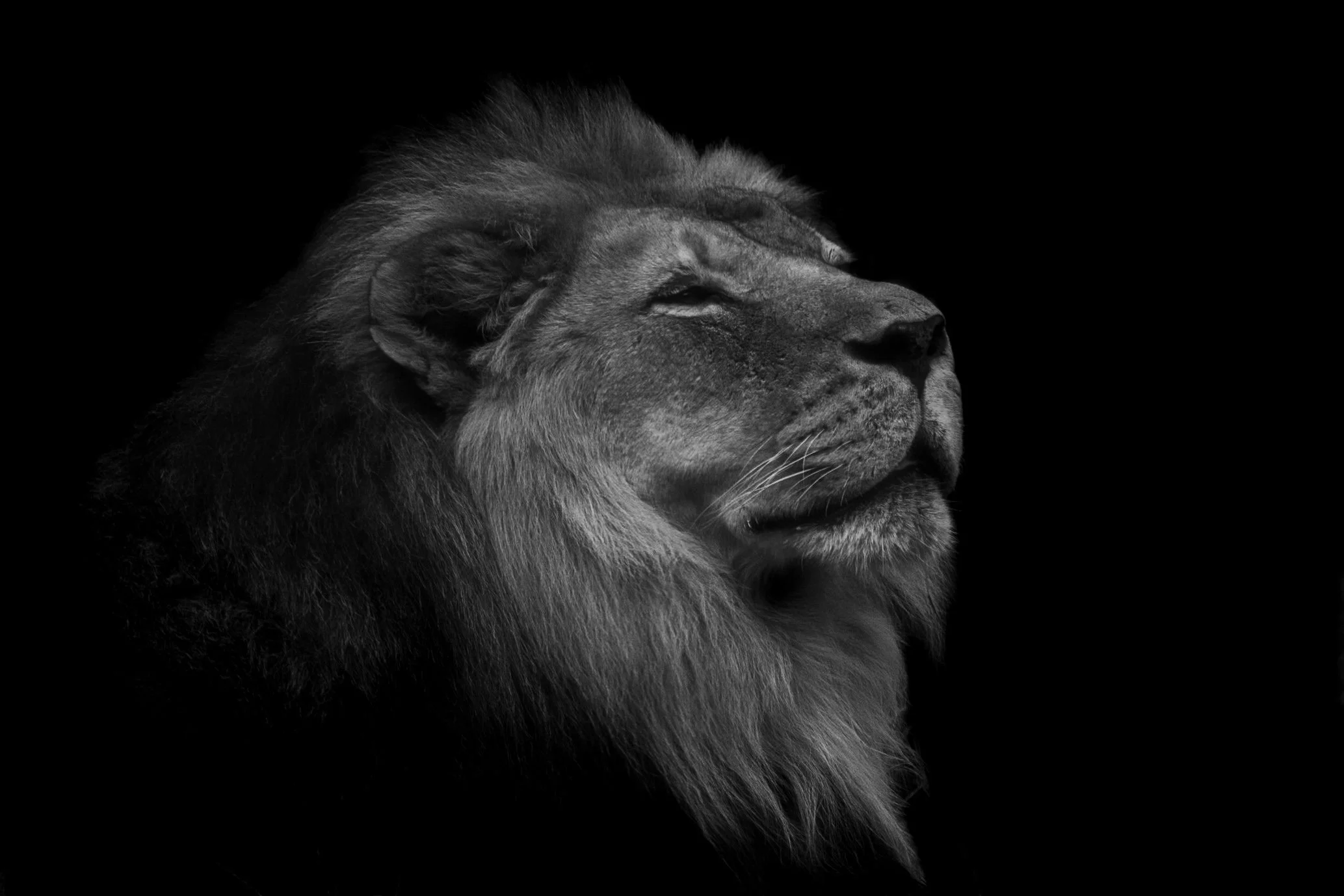 Lion_03.JPEG