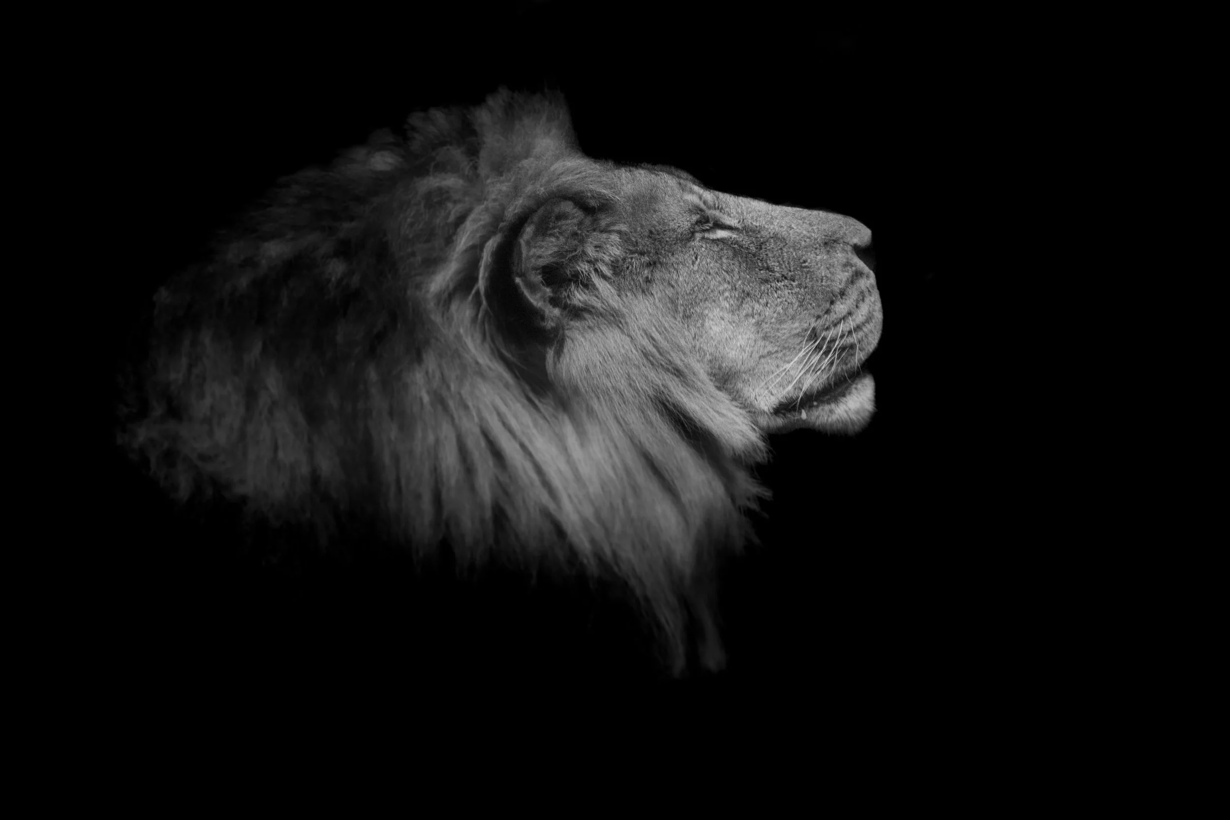 Lion_04.JPEG