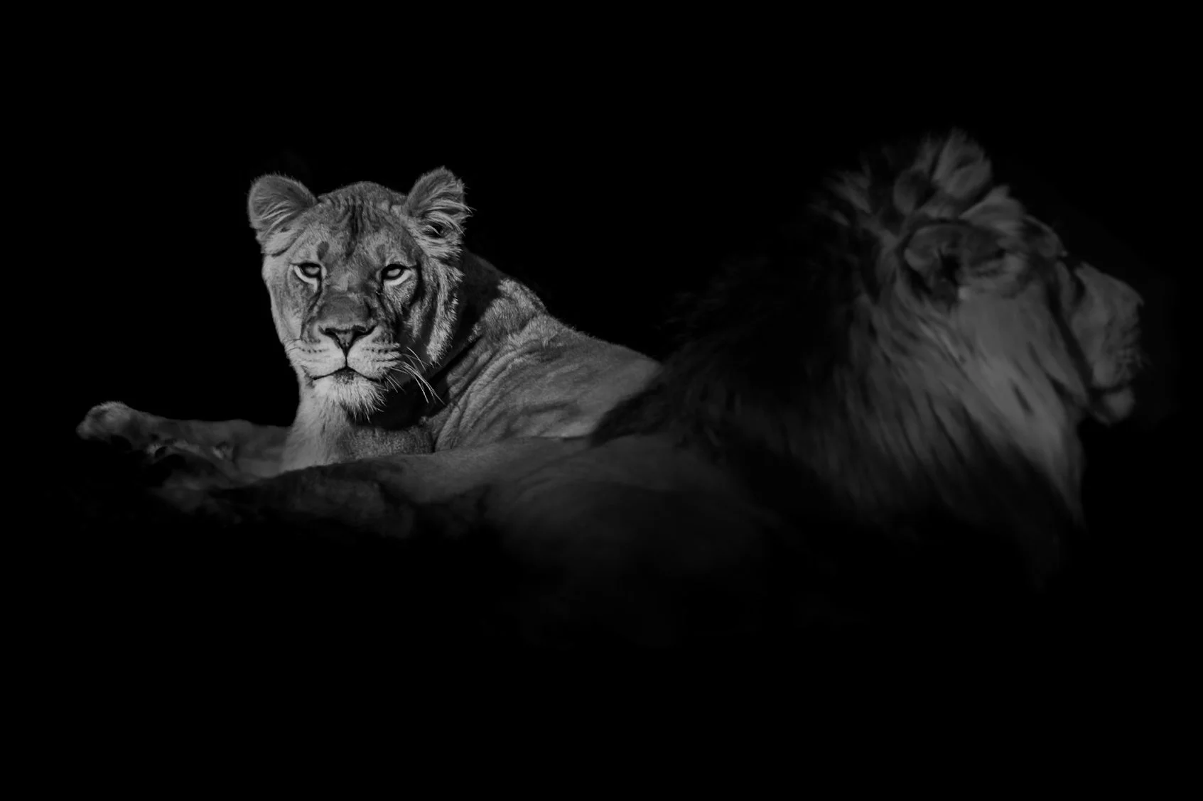 Lion_05.JPEG