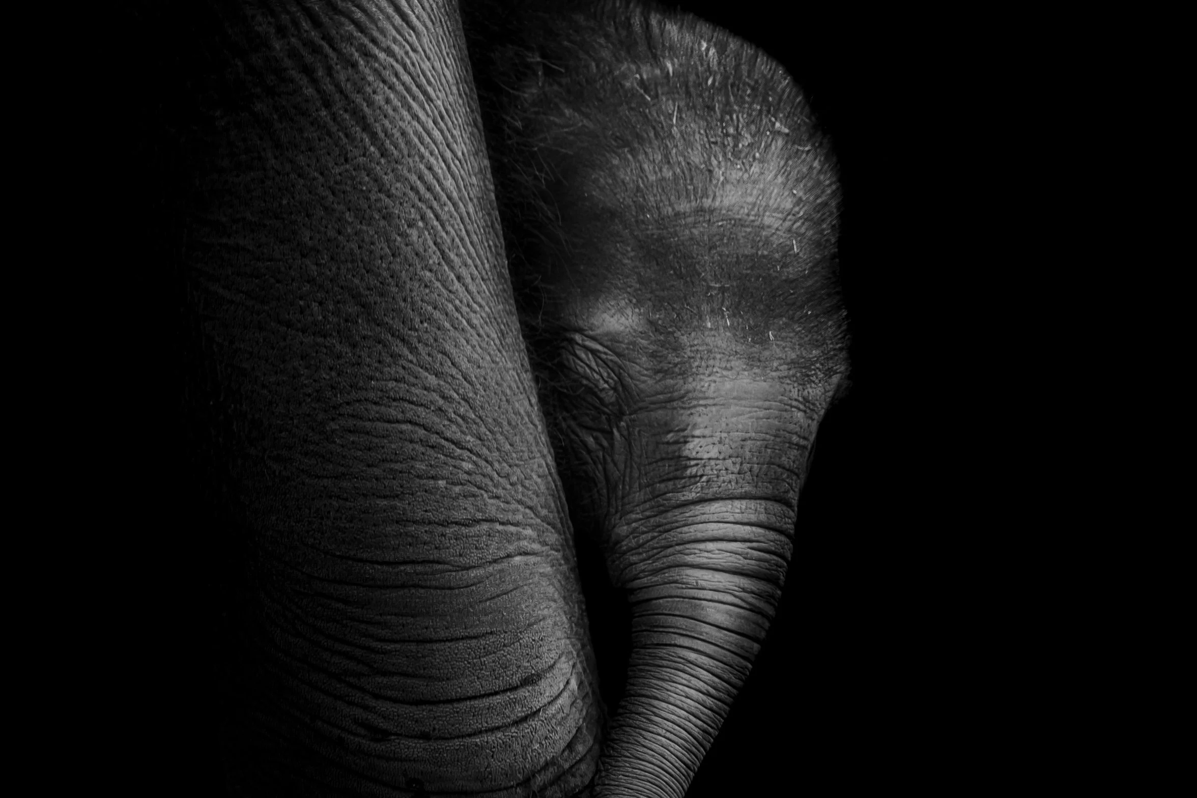 Elephant_01.JPEG