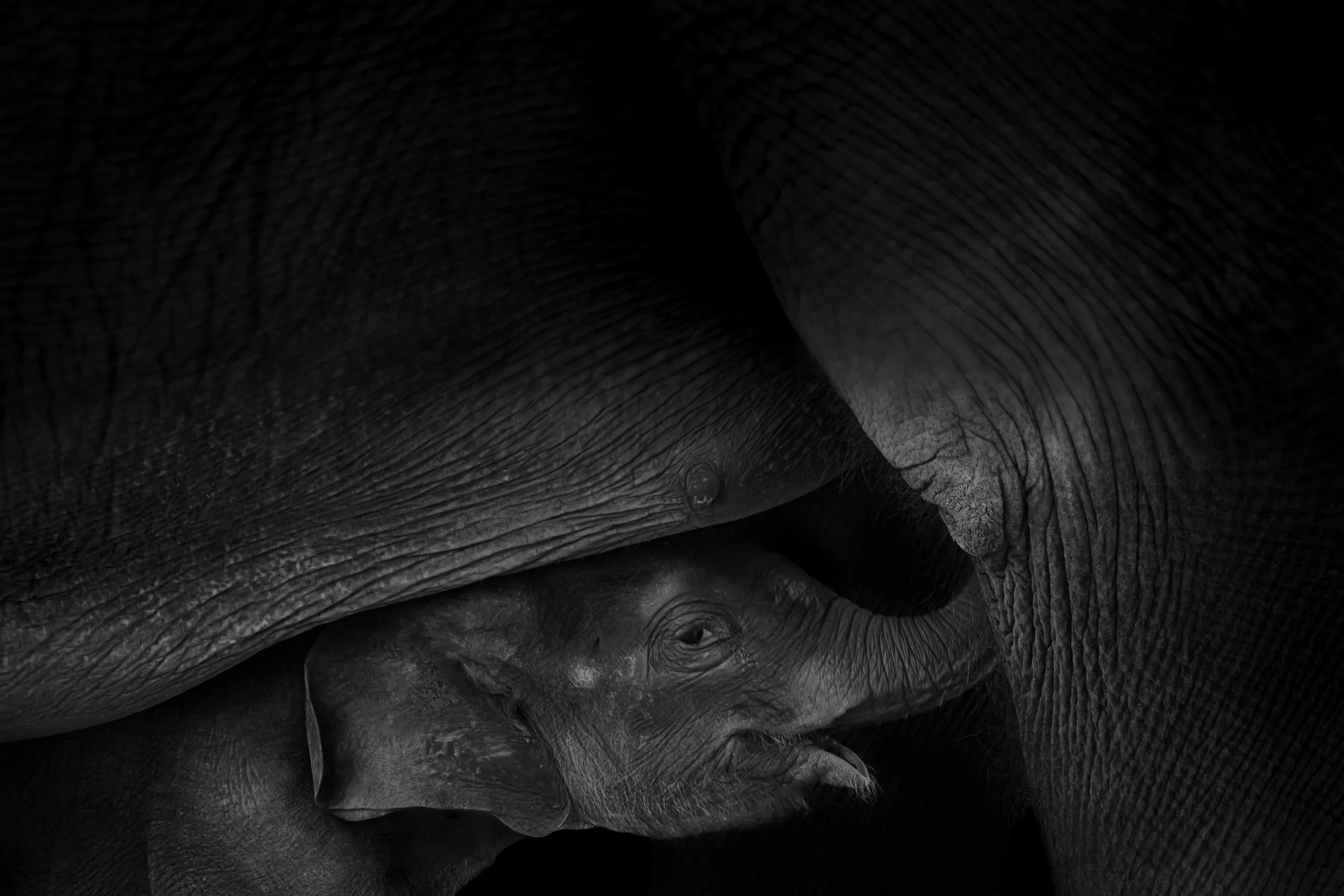Elephant_02.JPEG