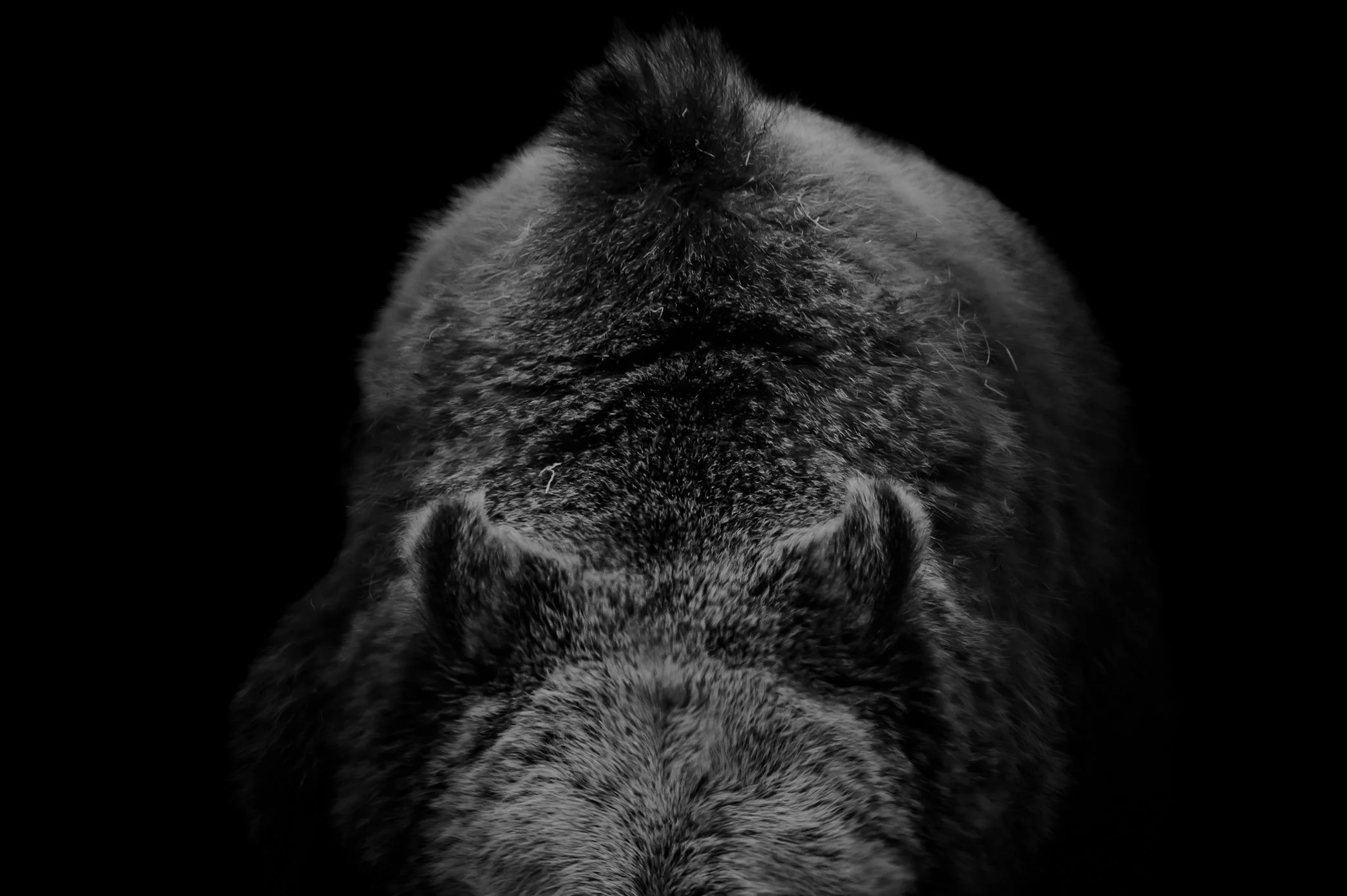 BrownBear_11.JPEG