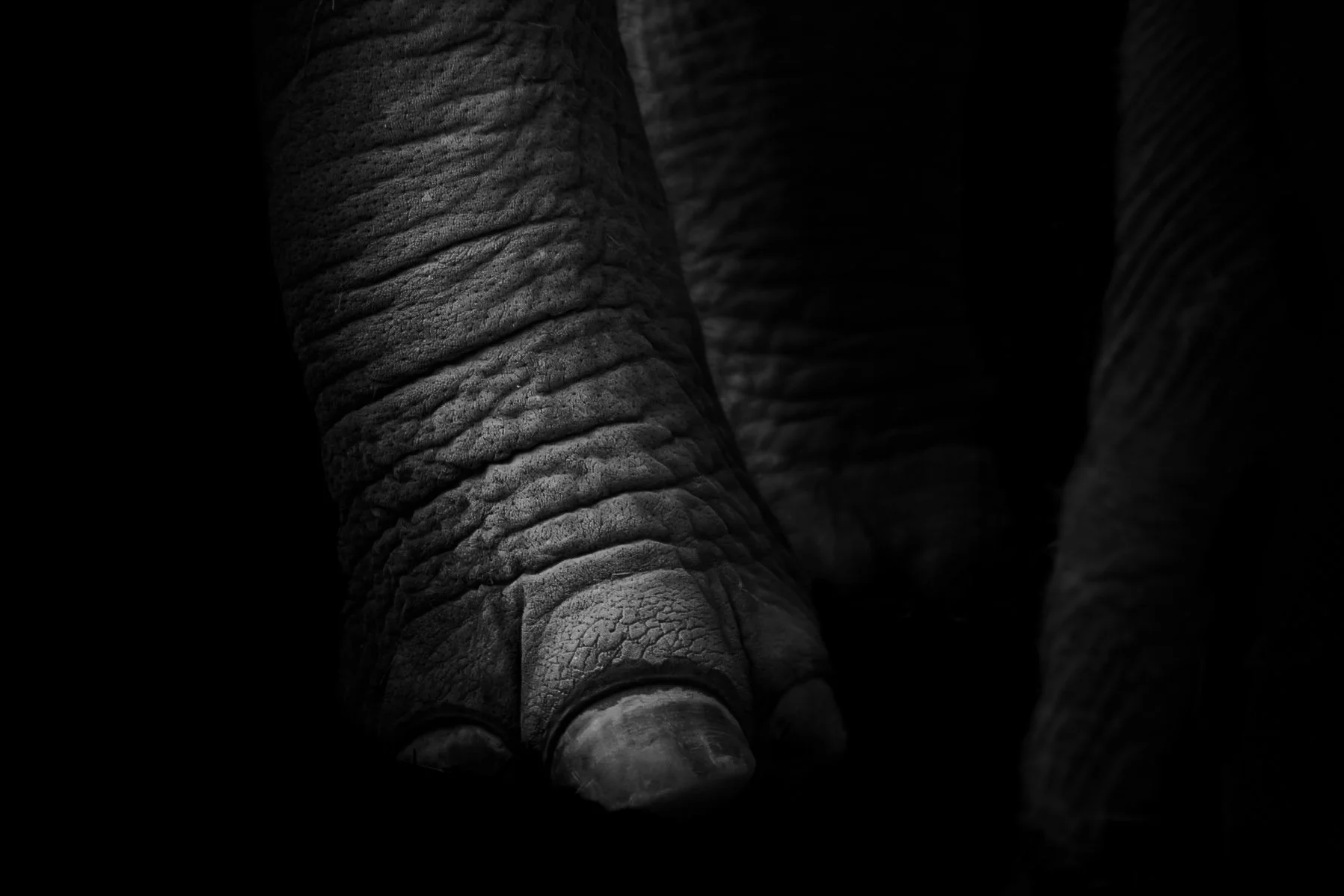 Elephant_03.JPEG