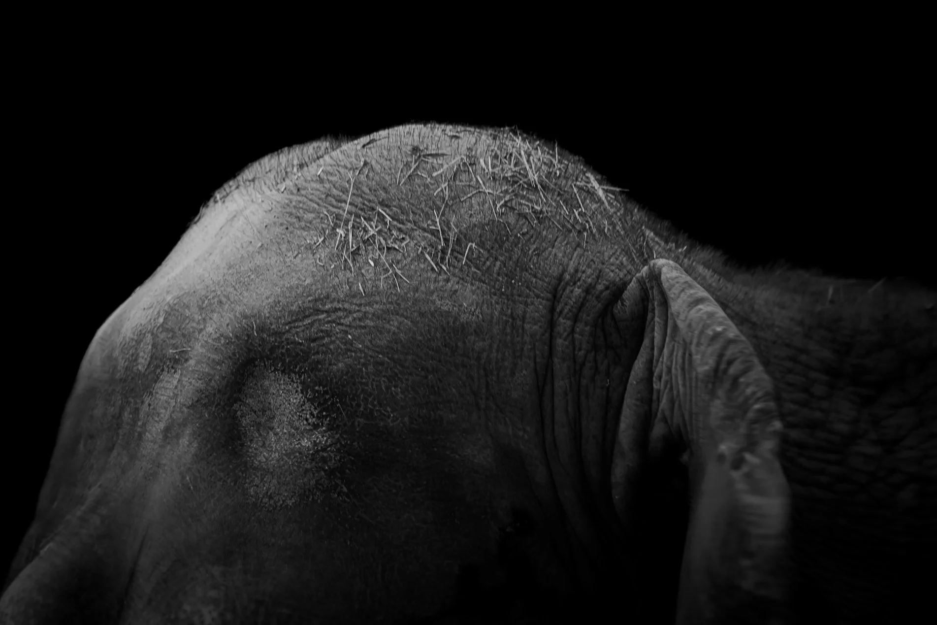 Elephant_04.JPEG