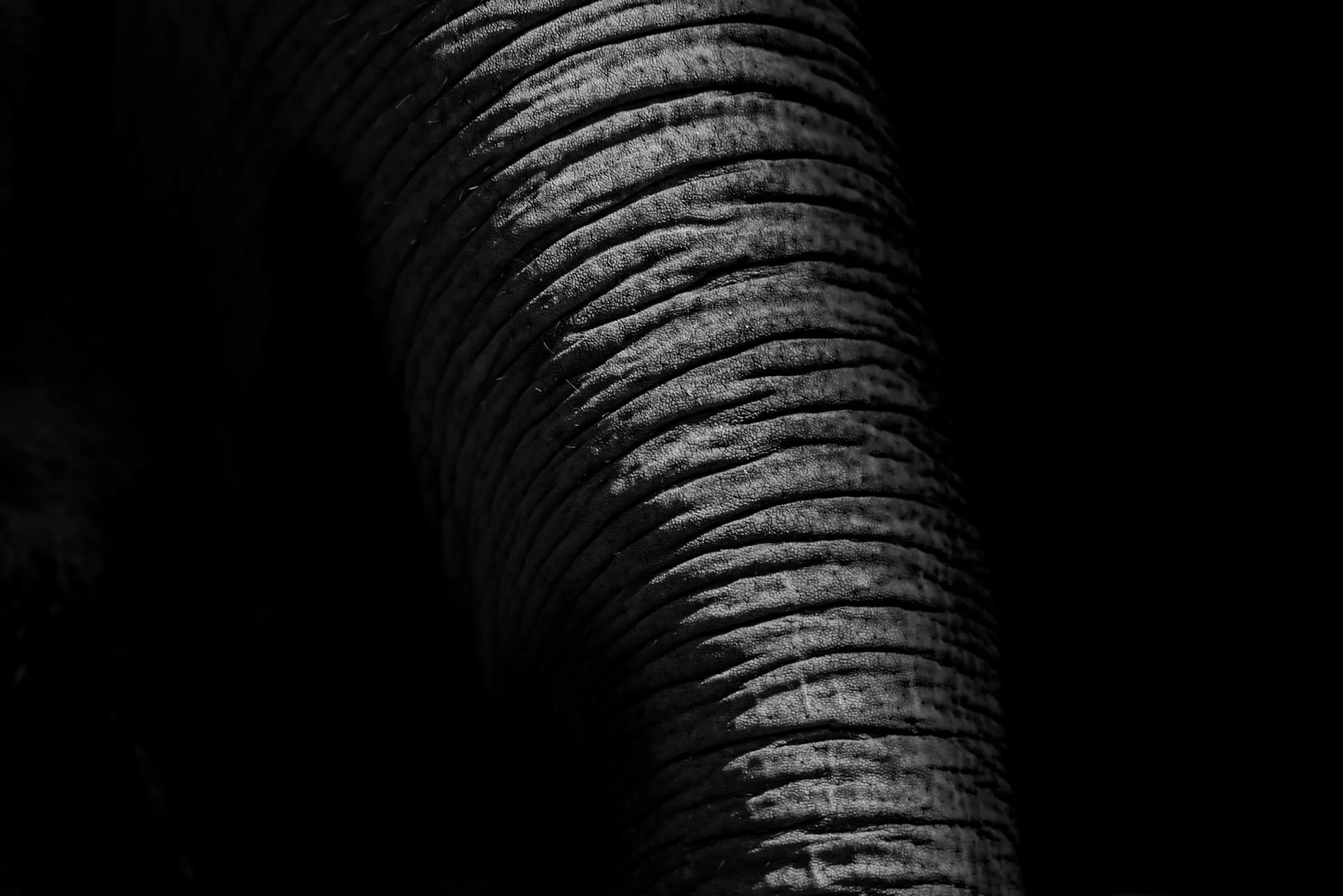 Elephant_05.JPEG
