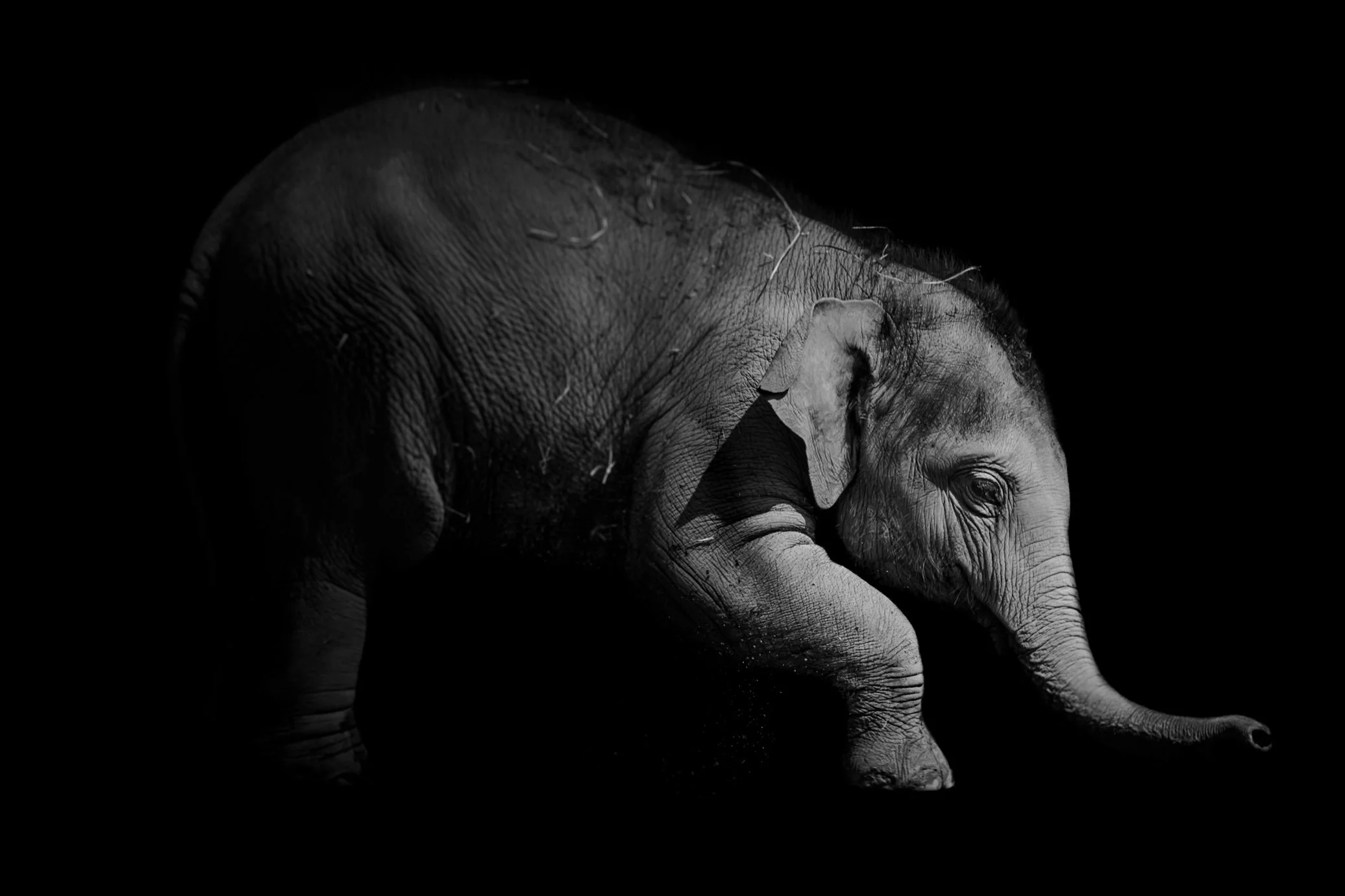Elephant_06.JPEG