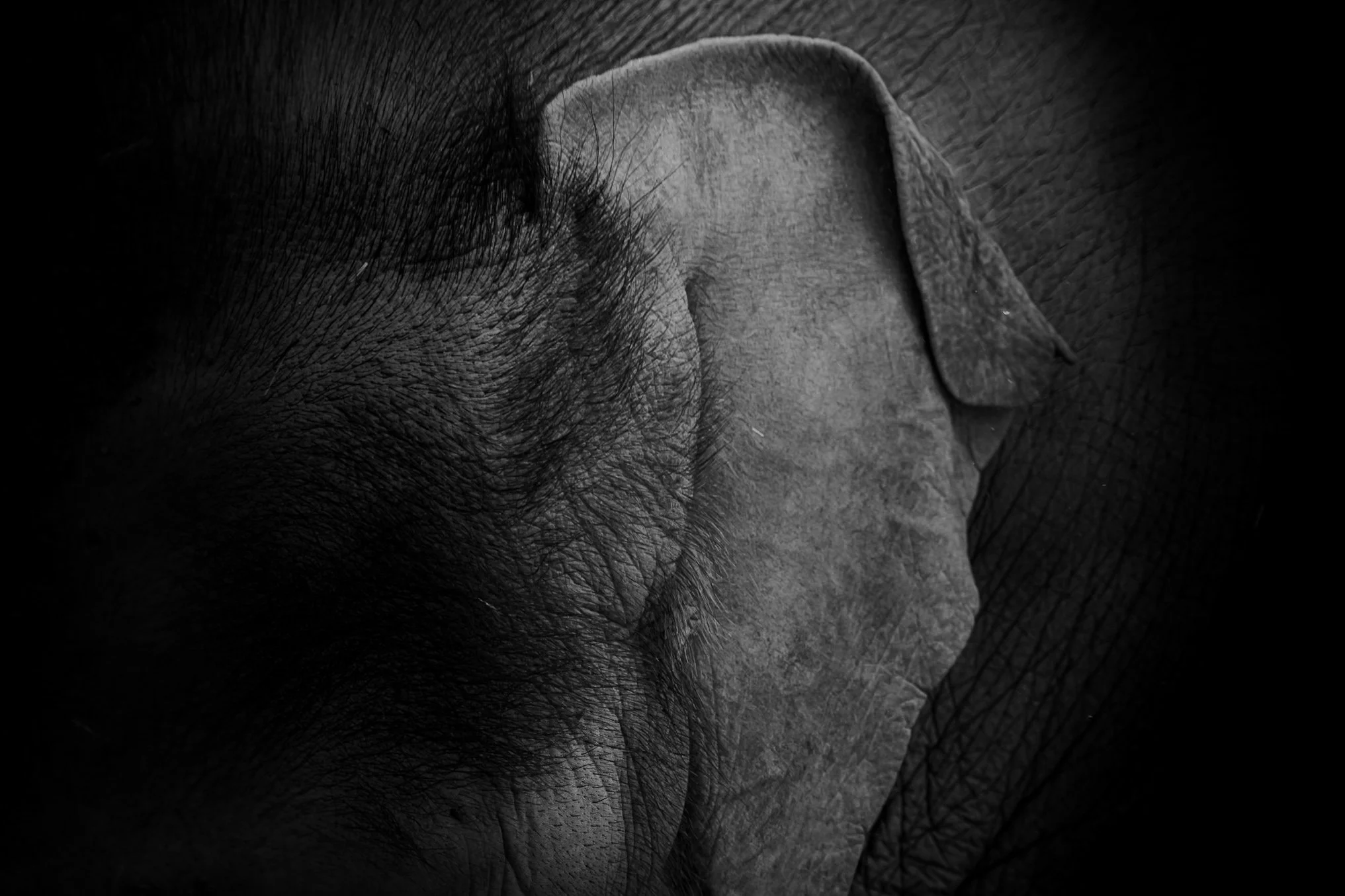 Elephant_07.JPEG
