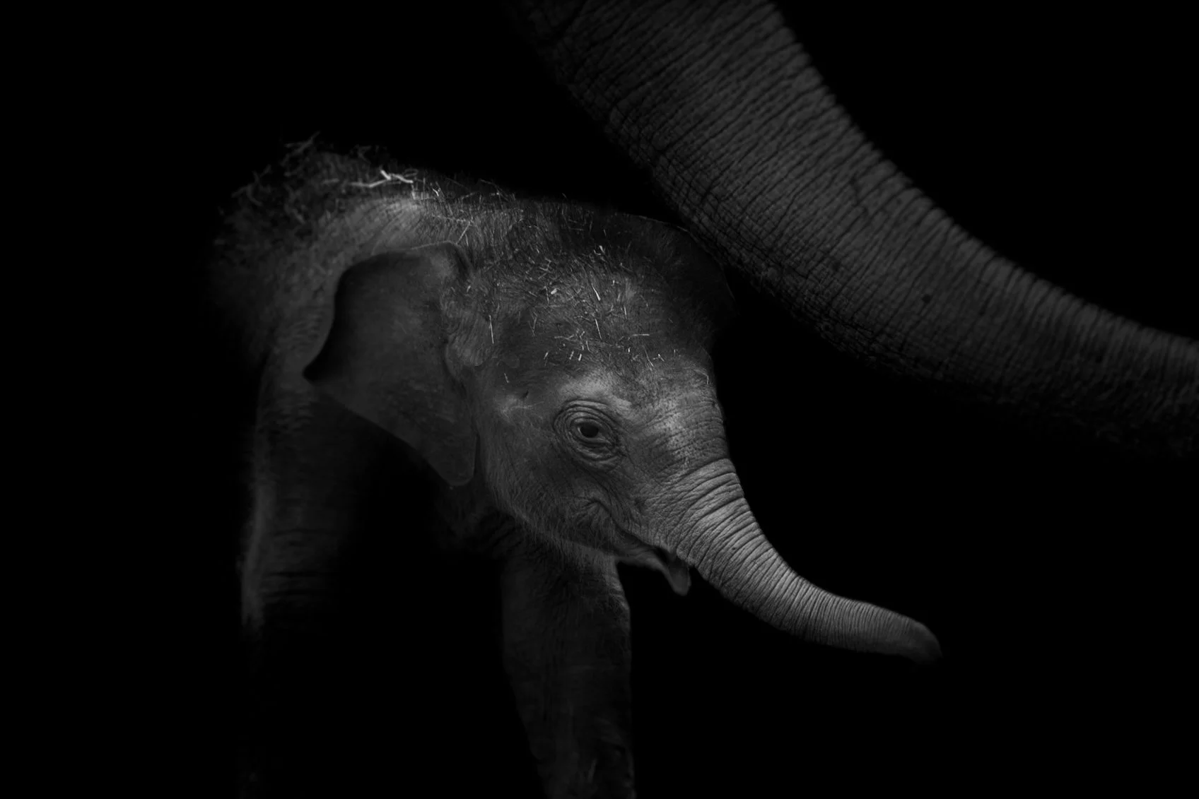 Elephant_09.JPEG