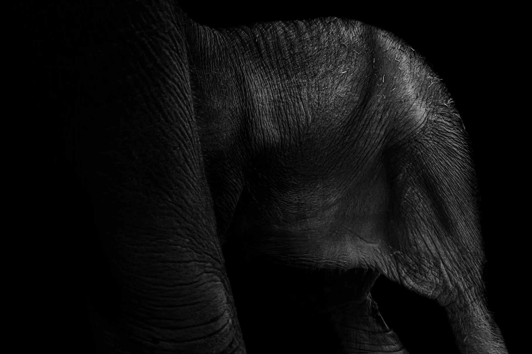 Elephant_08.JPEG