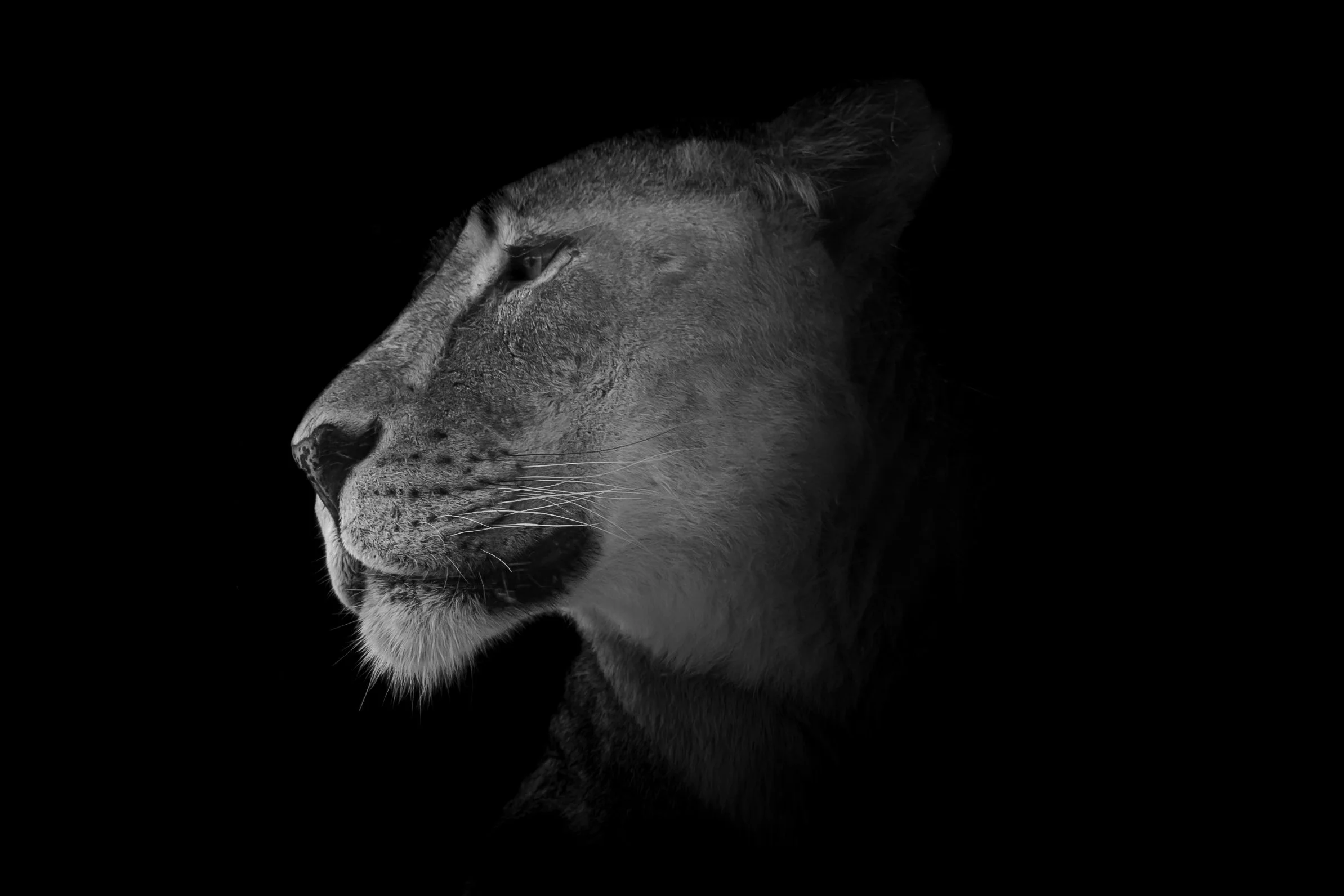 Lion_07.JPEG