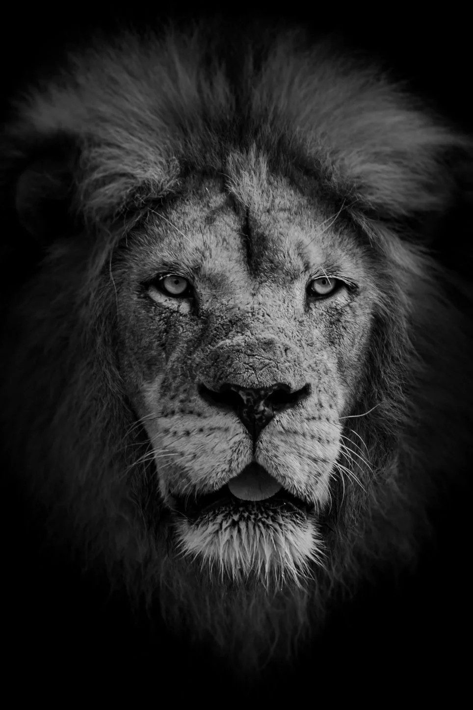 Lion_06.JPEG