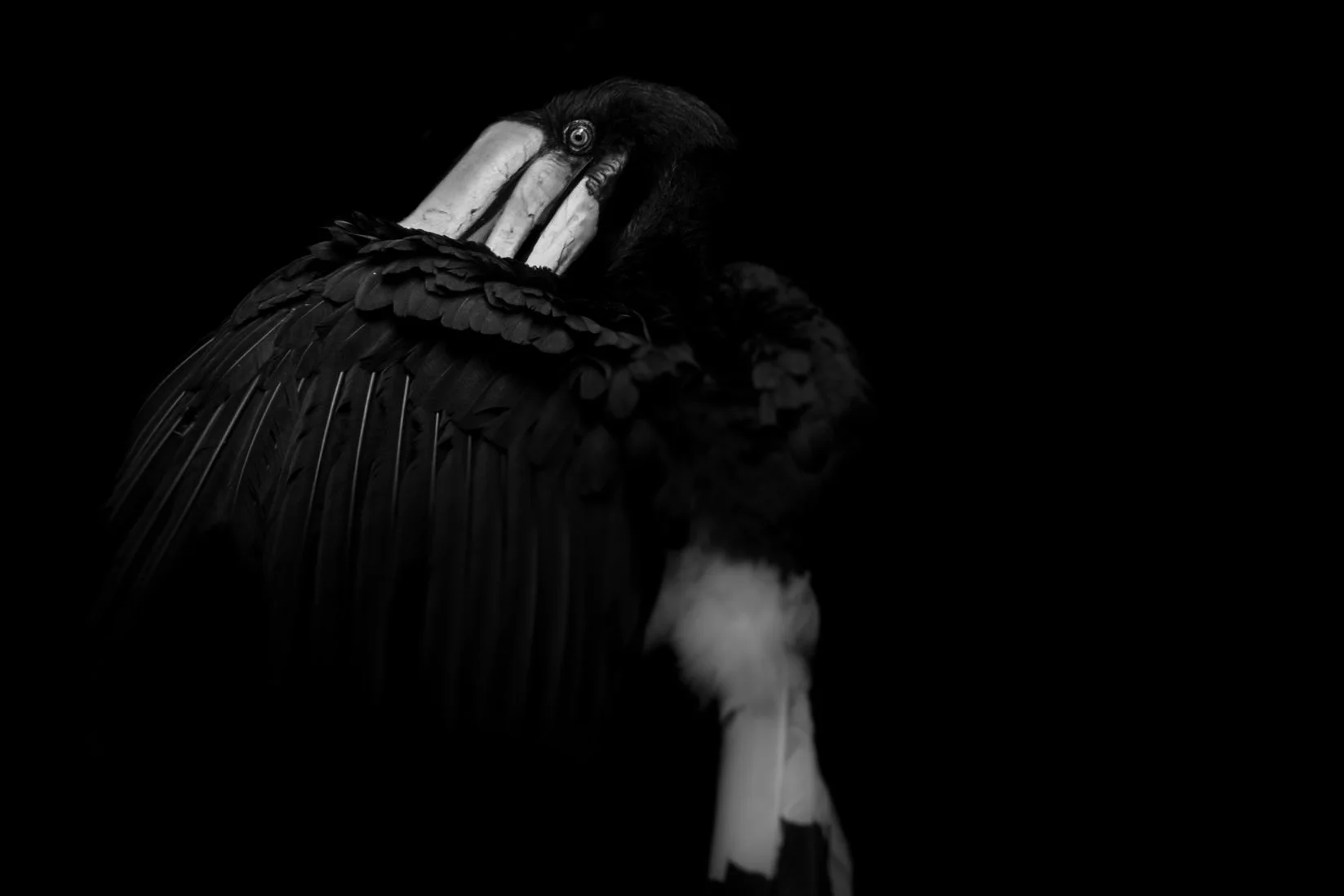 Bird_06.JPEG