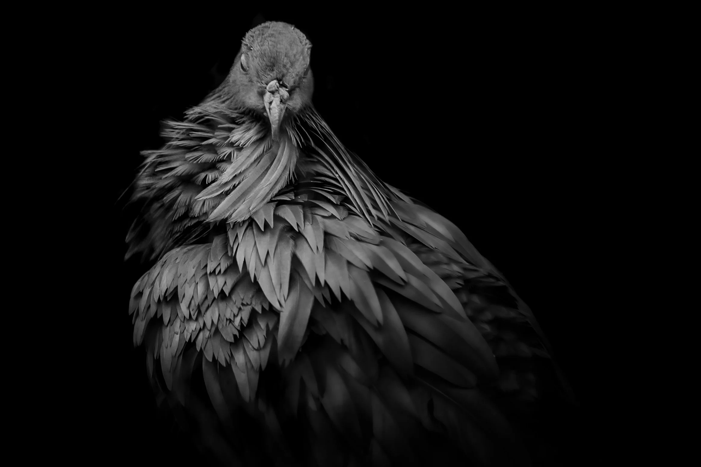 Bird_05.JPEG