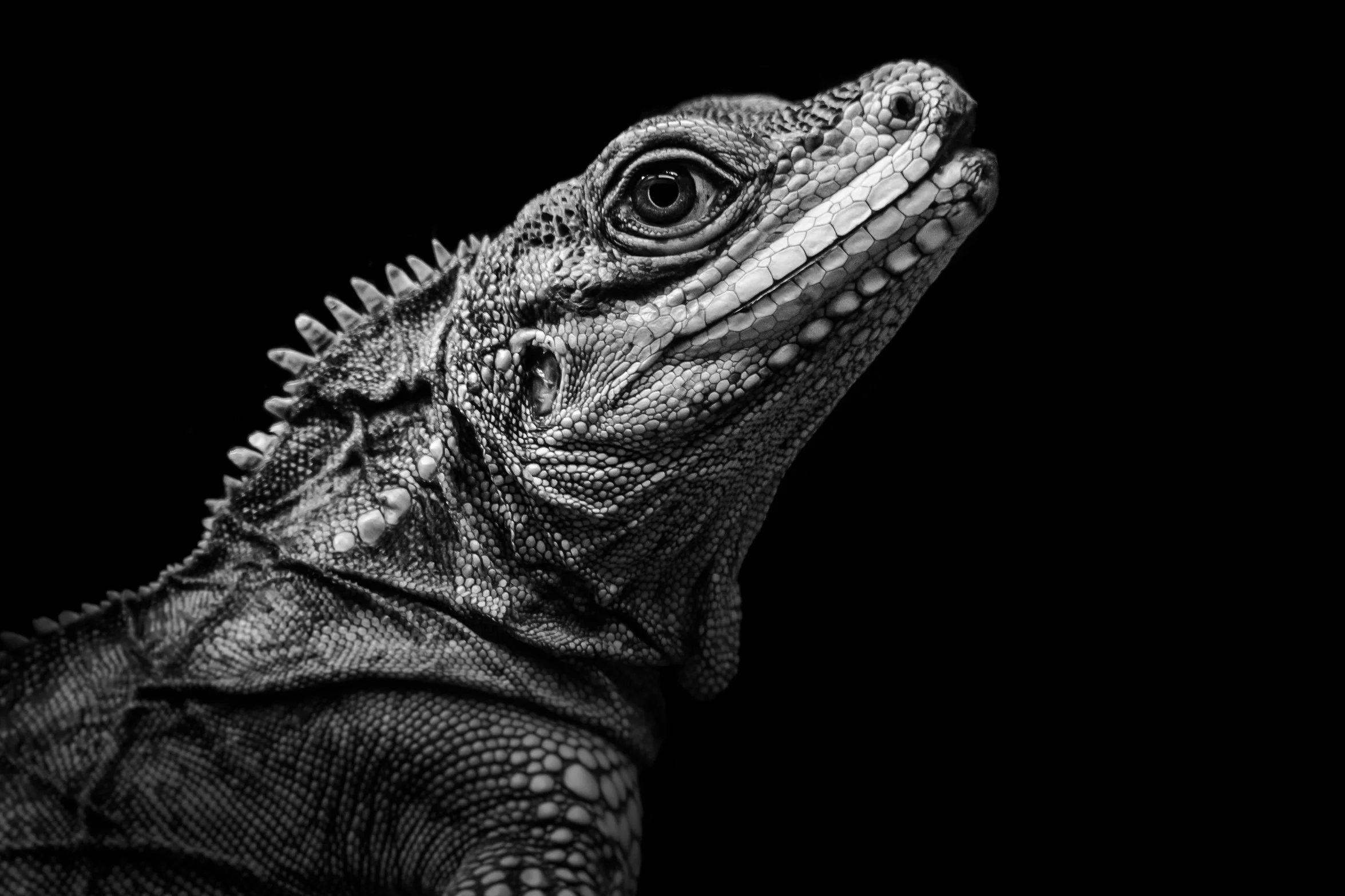 Reptile_01.JPEG