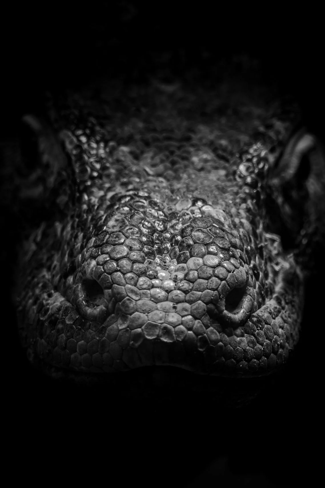 Reptile_02.JPEG
